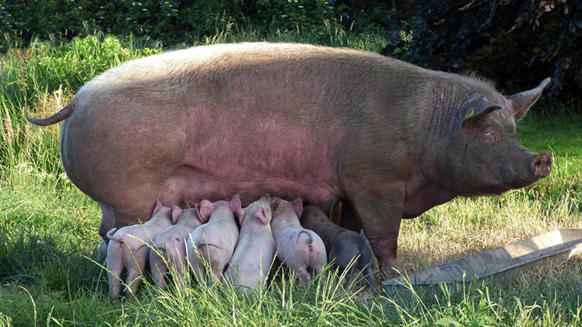Varken - familie - buiten