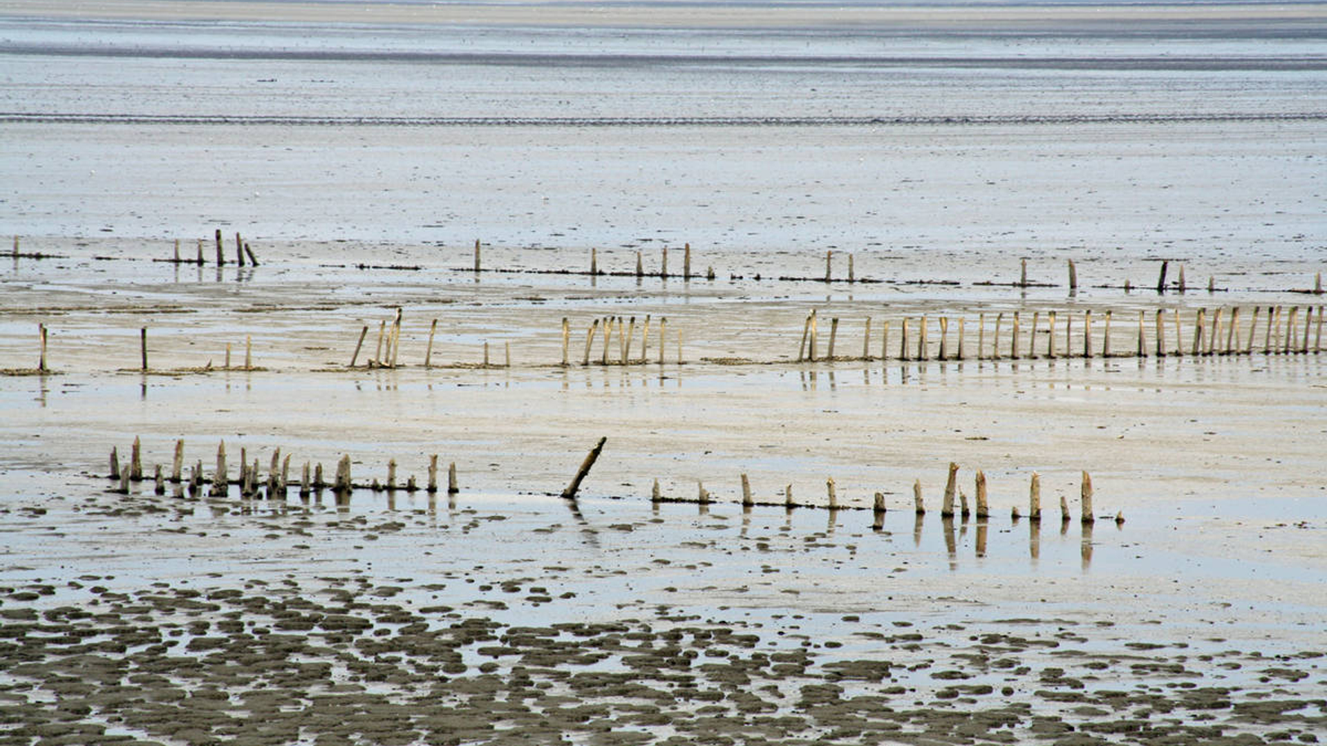 waddenzeeee.jpg
