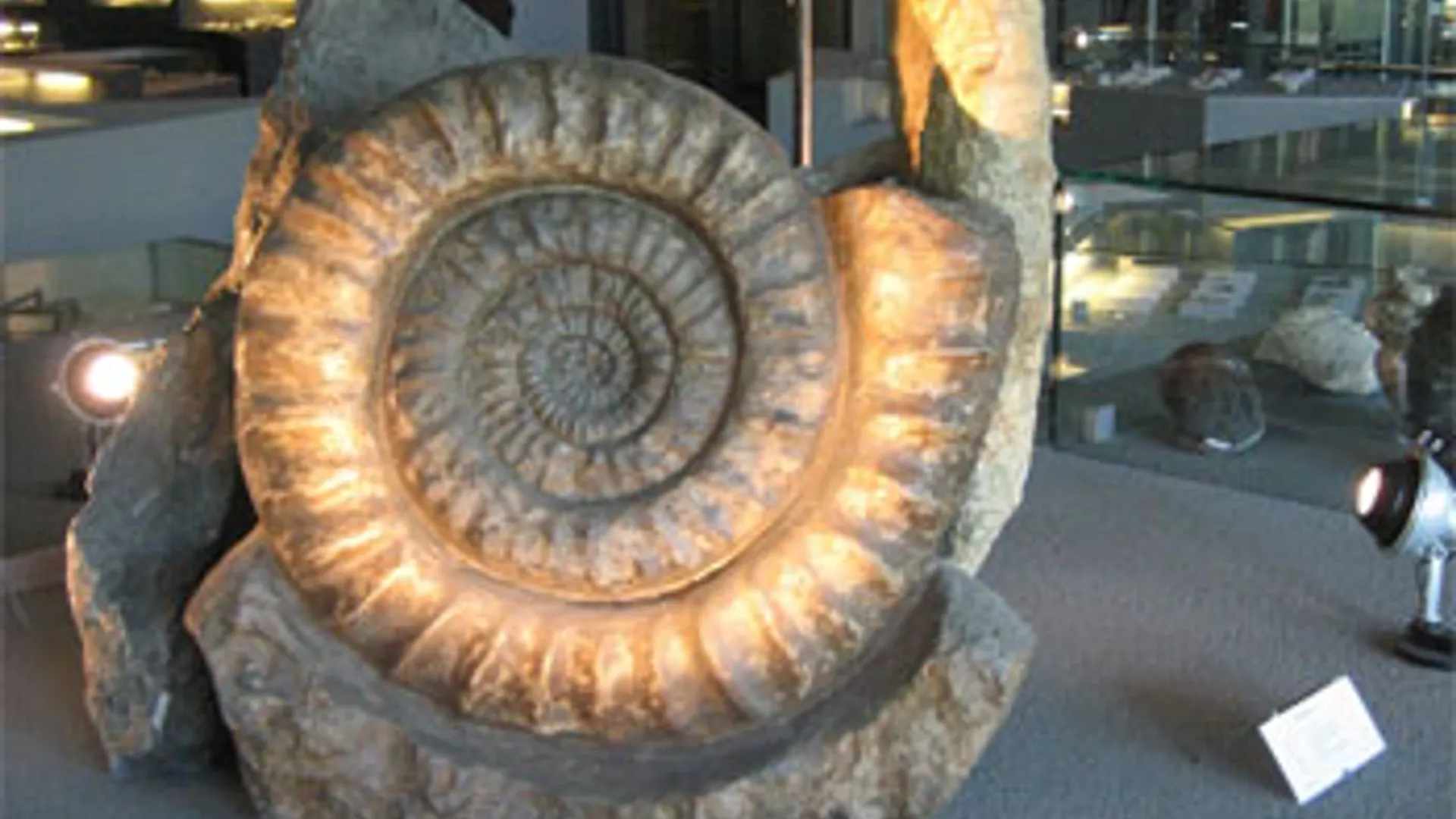 Naturalis.jpg