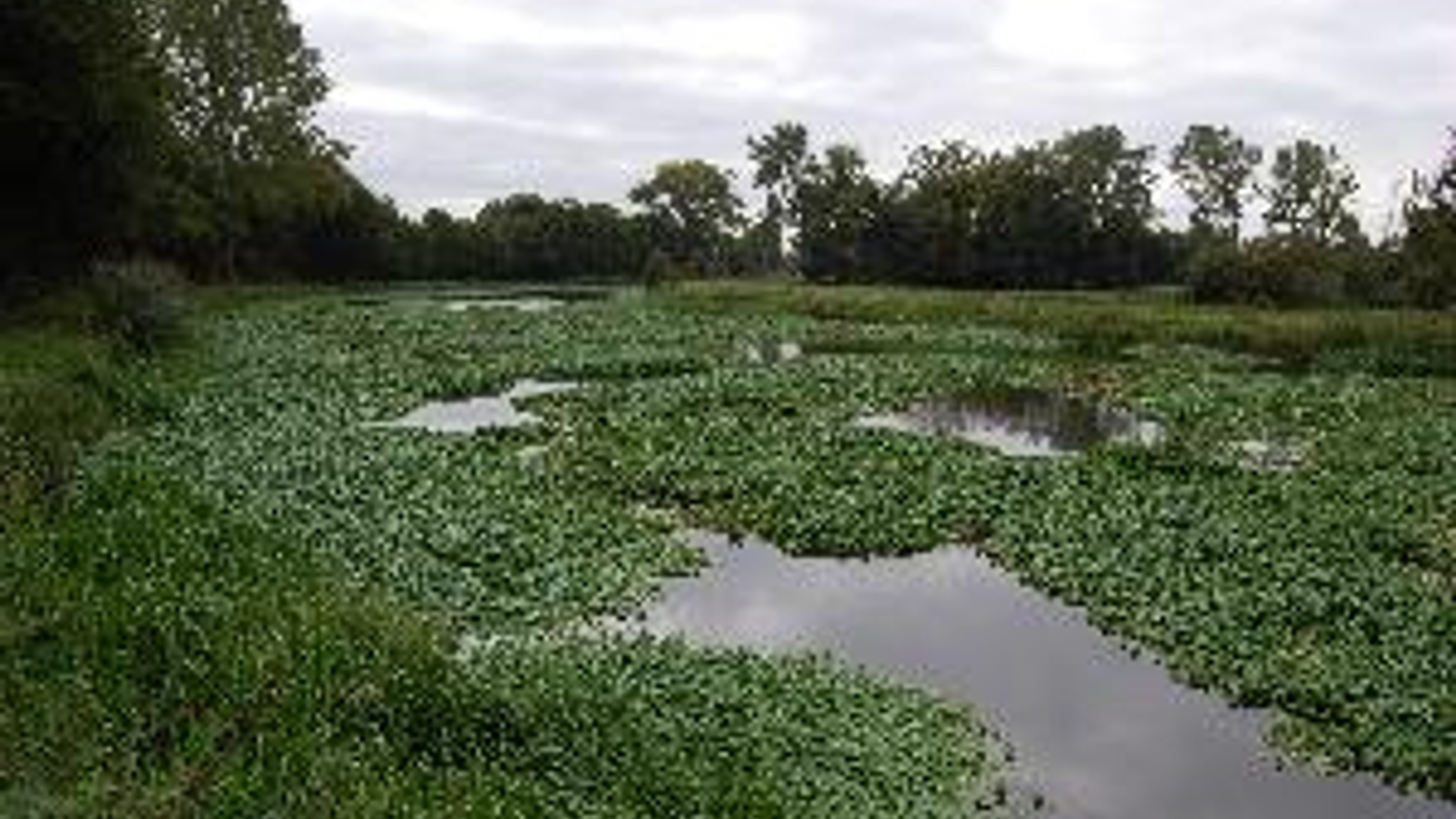 waternavel_dommel_01.jpg