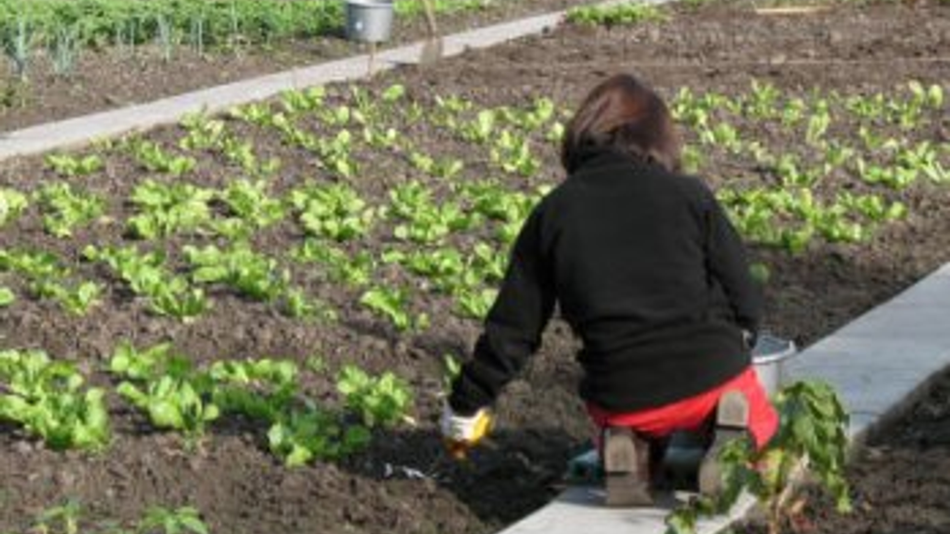 werken_in__de_tuin.jpg