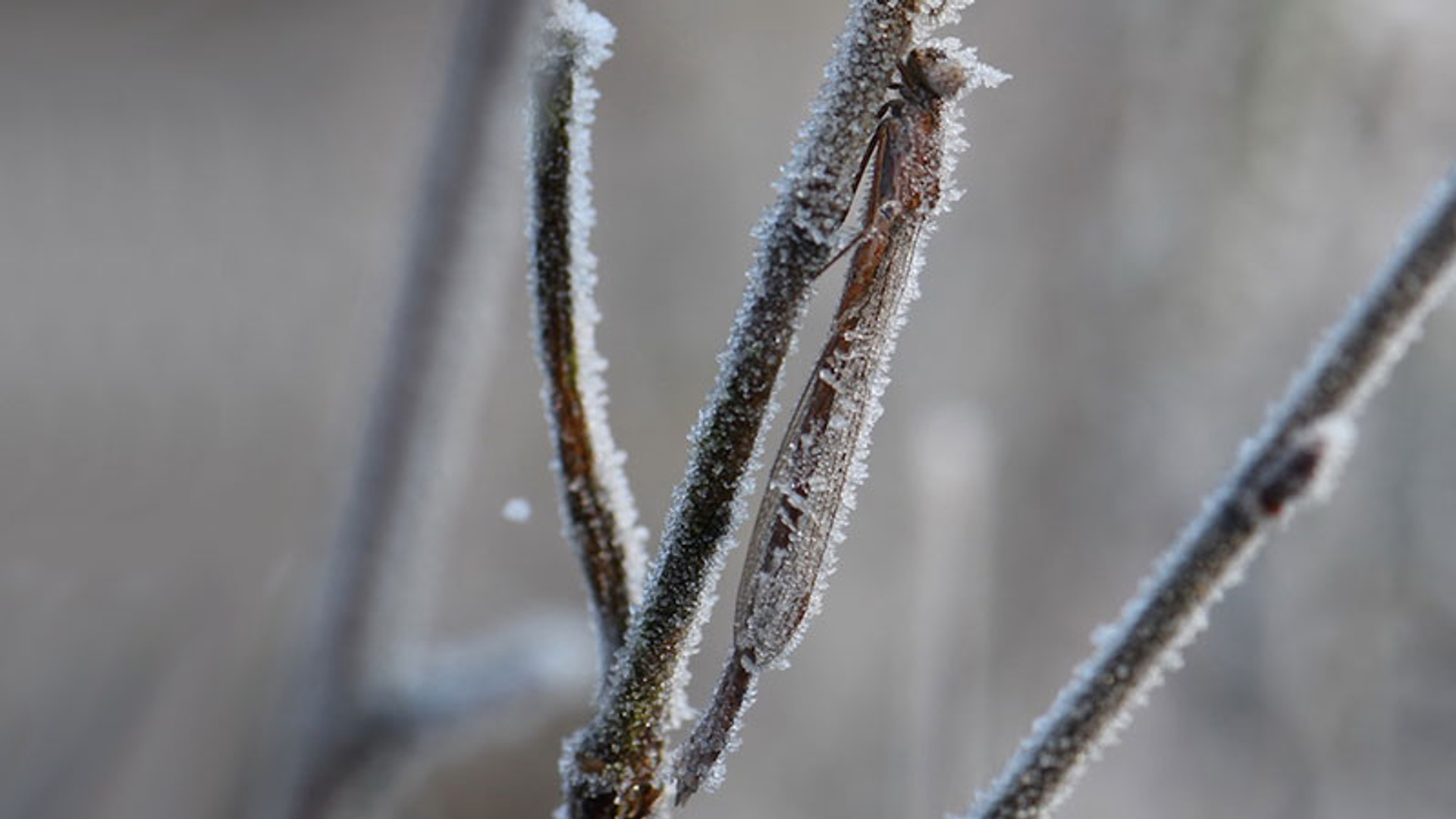 Noordsewinterjuffer-vrouw-2-ReneManger