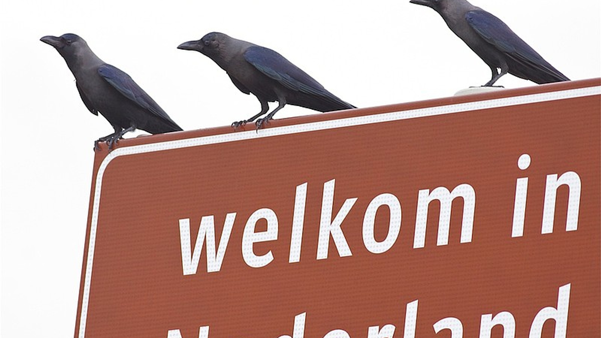 huiskraaien.jpg