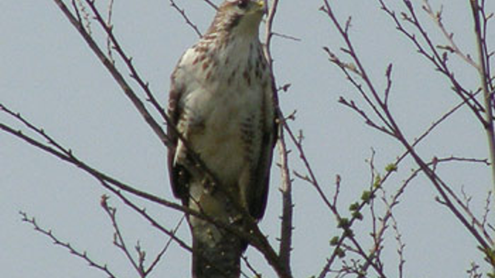 buizerd_09.jpg