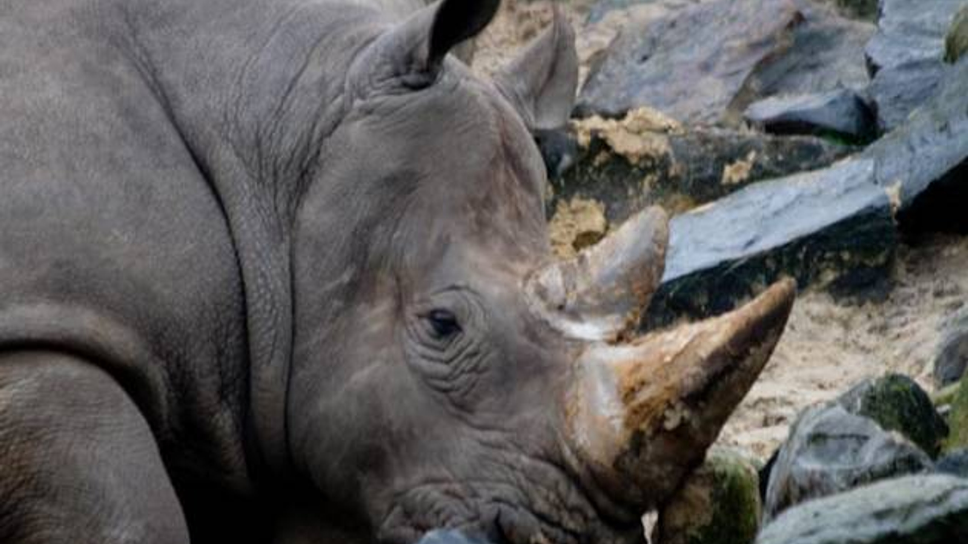 neushoorn_21.jpg