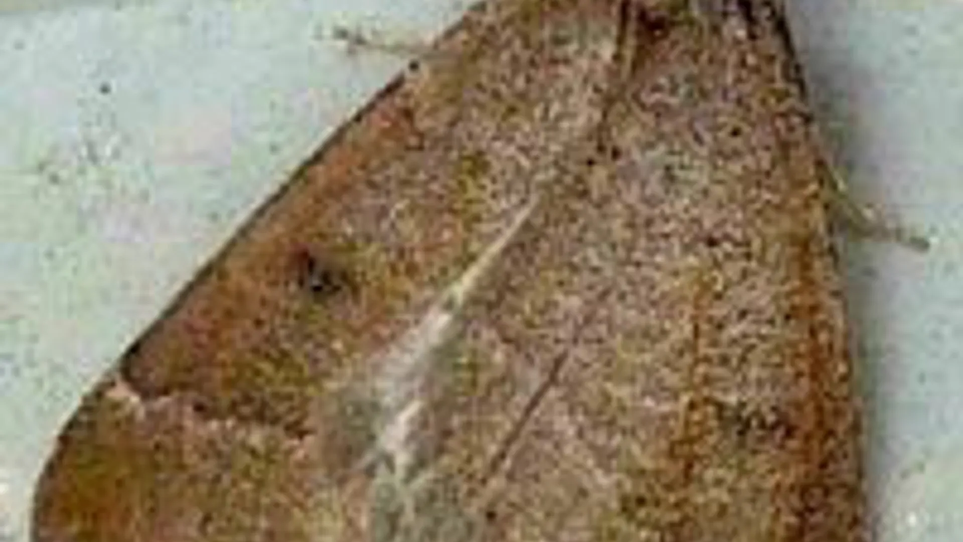 vlinder_02.jpg