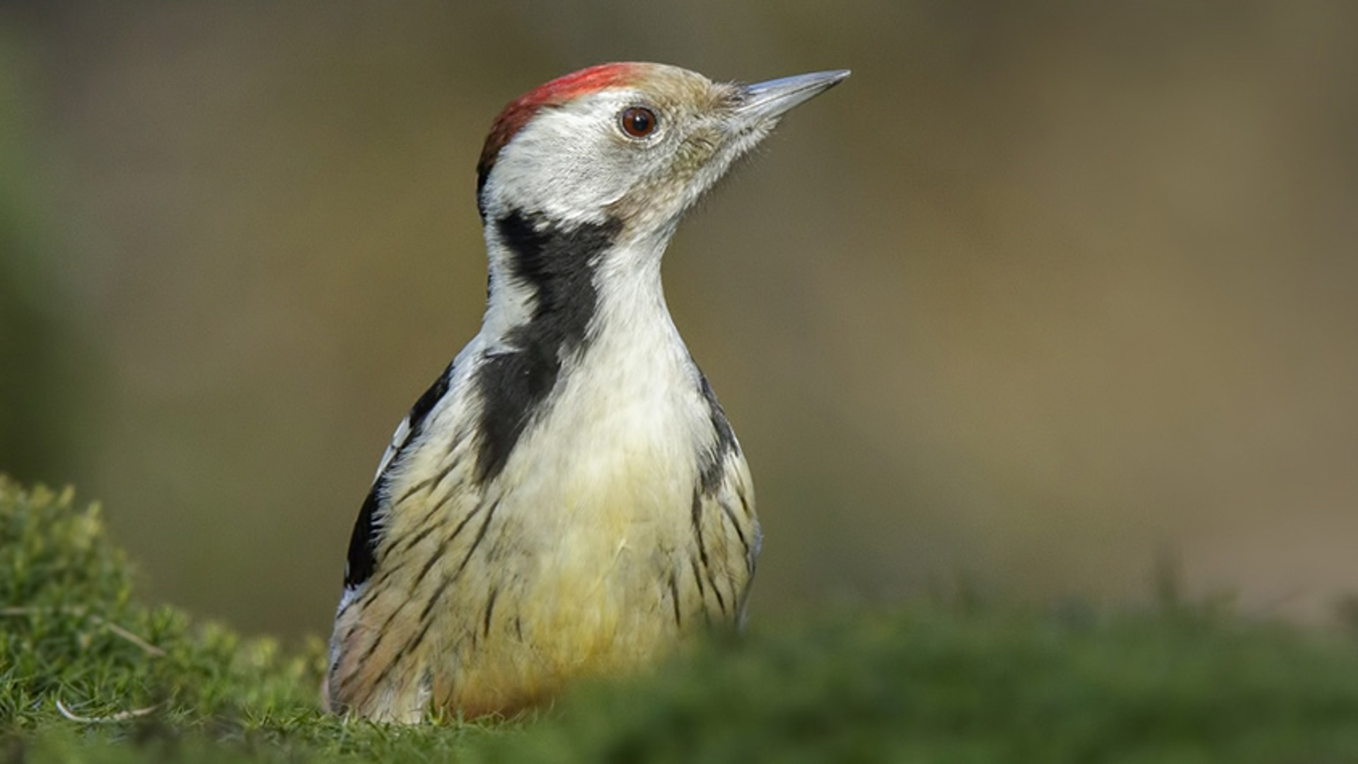 Middelste bonte specht