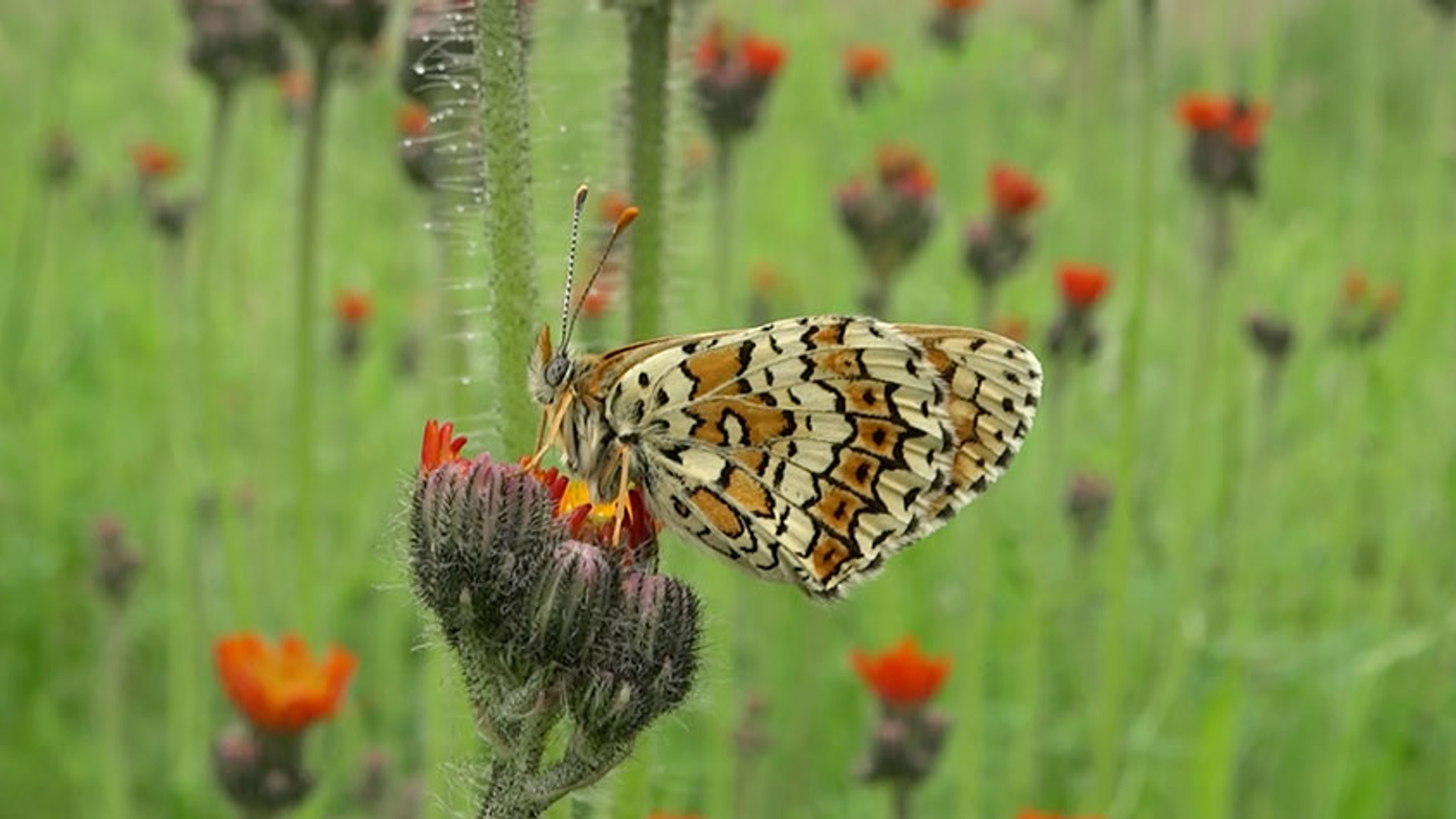 veldparelmoervlinder