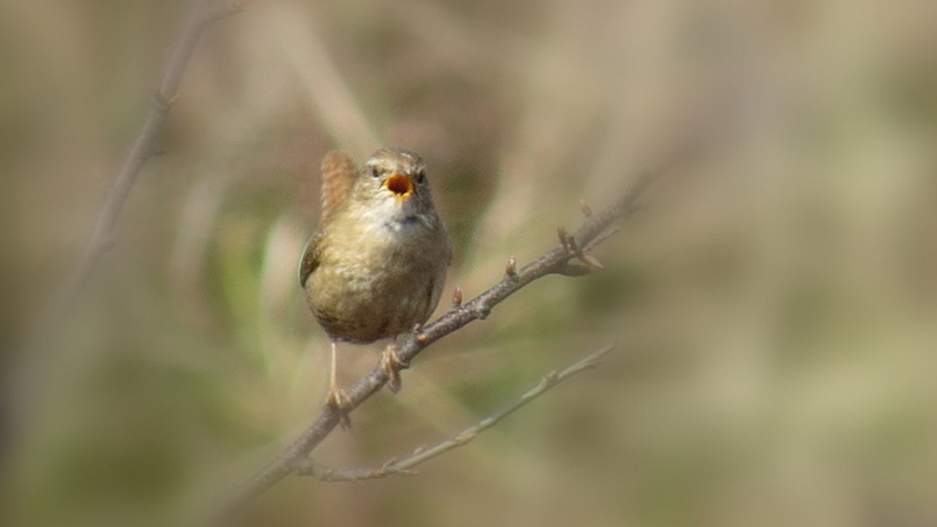 Winterkoning zingend