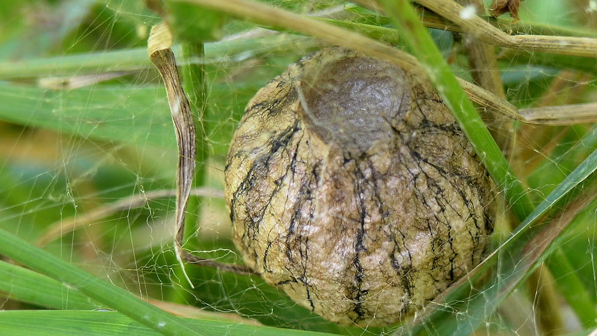 coconwespspin.jpg