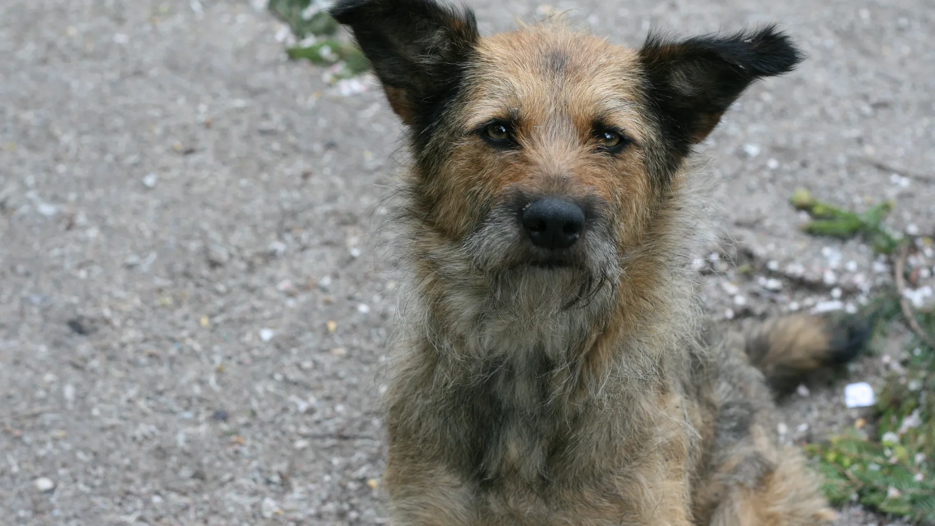 hond-straat.jpg