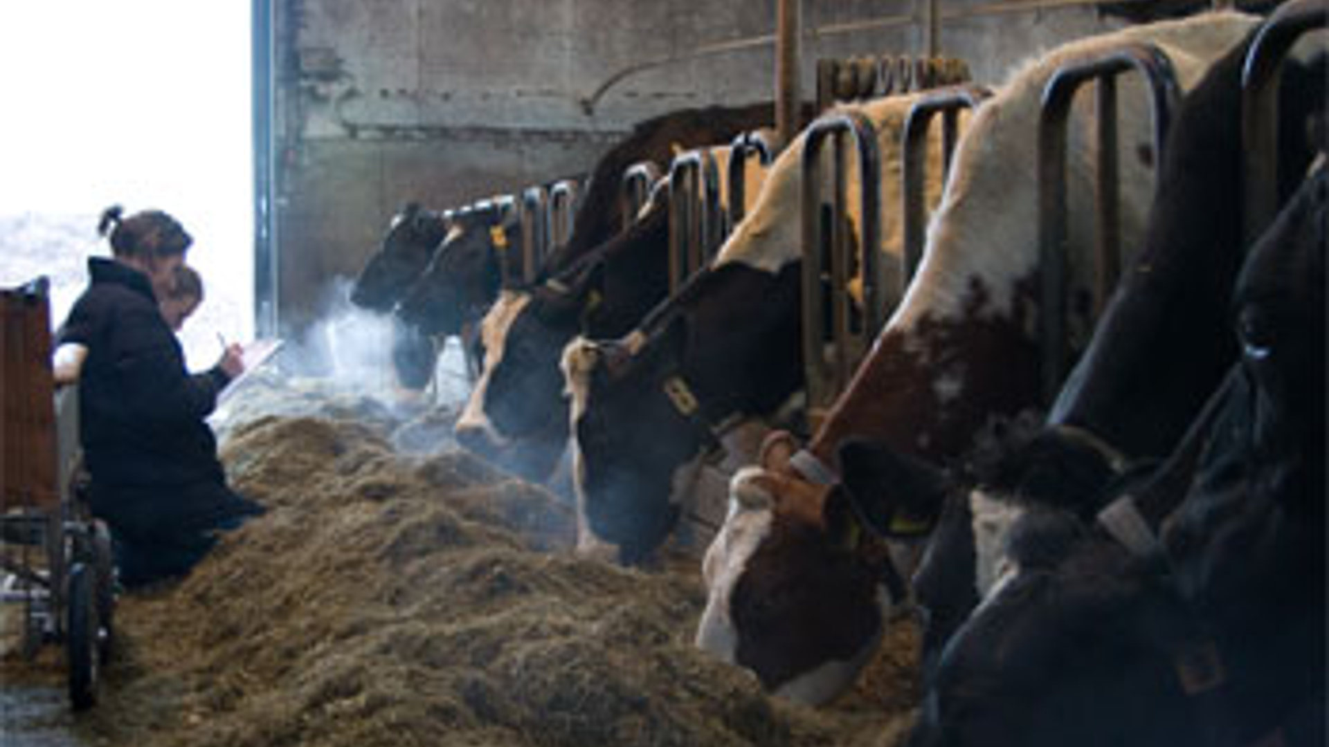 Veehouderij-1.jpg