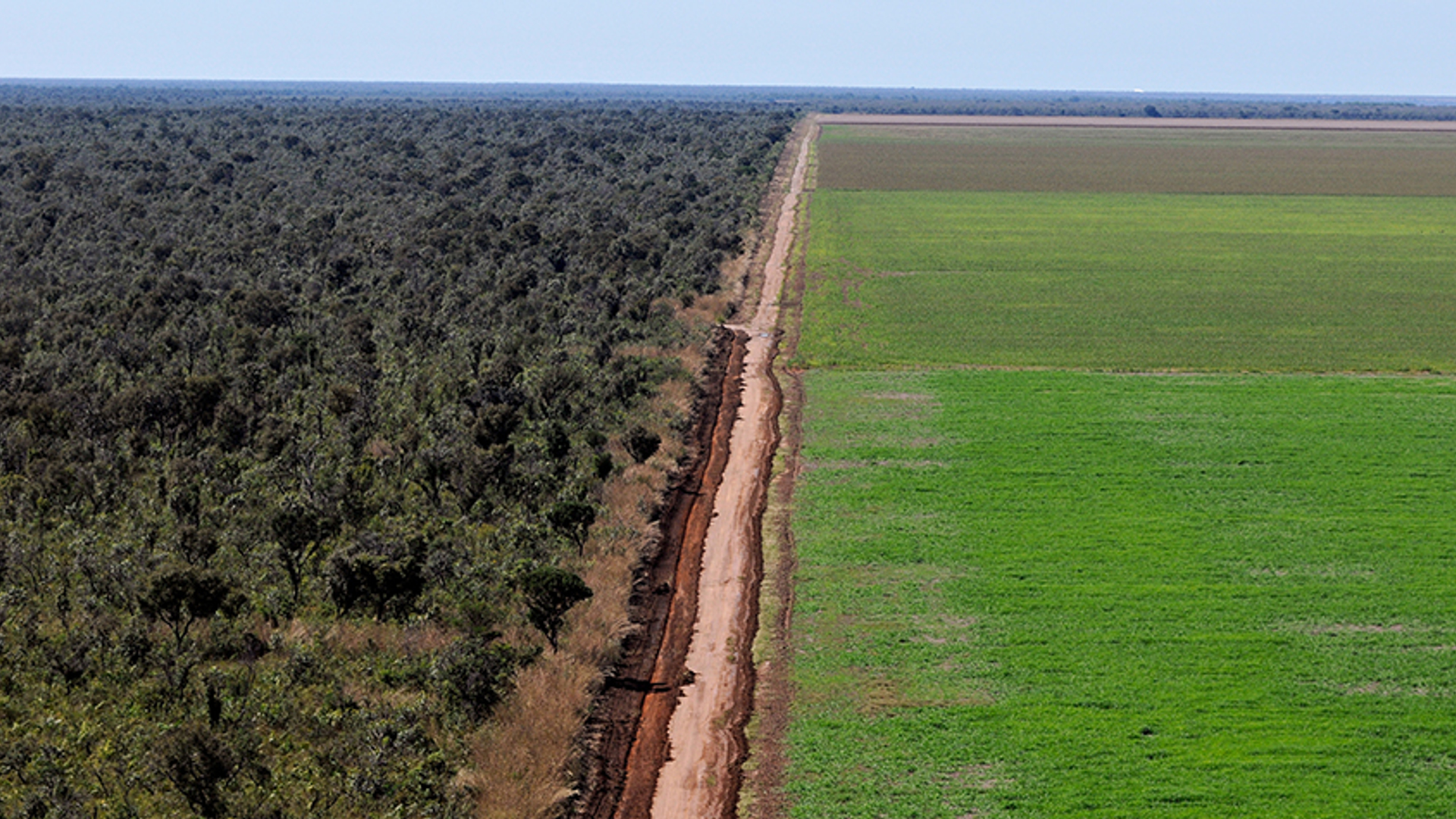 Bos-in-Cerrado-is-vernietigd-door-monoteelt-van-soja.-_-Adriano-Gambarini--WWF-Brazil