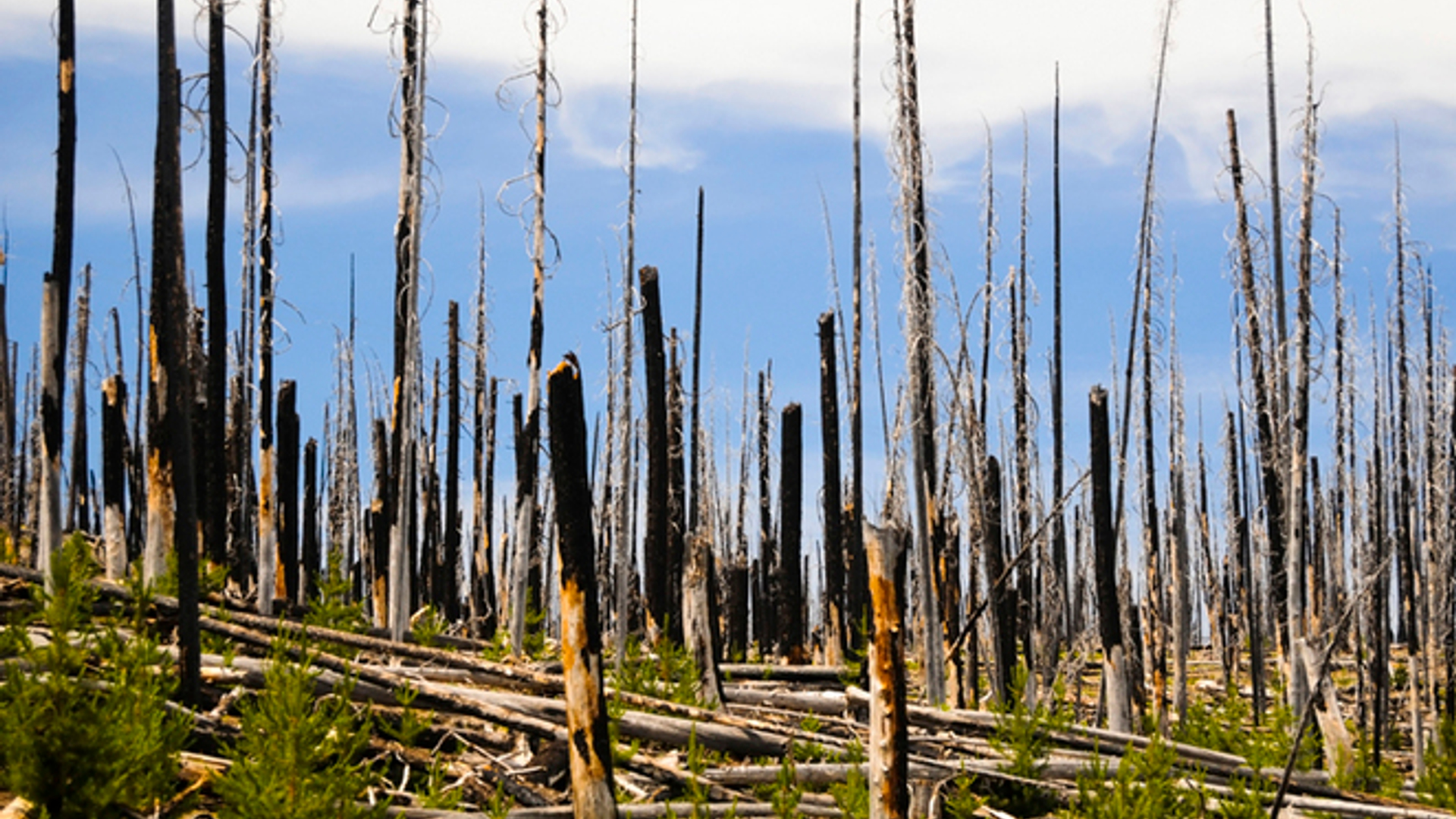 forest-fire-1351558.jpg