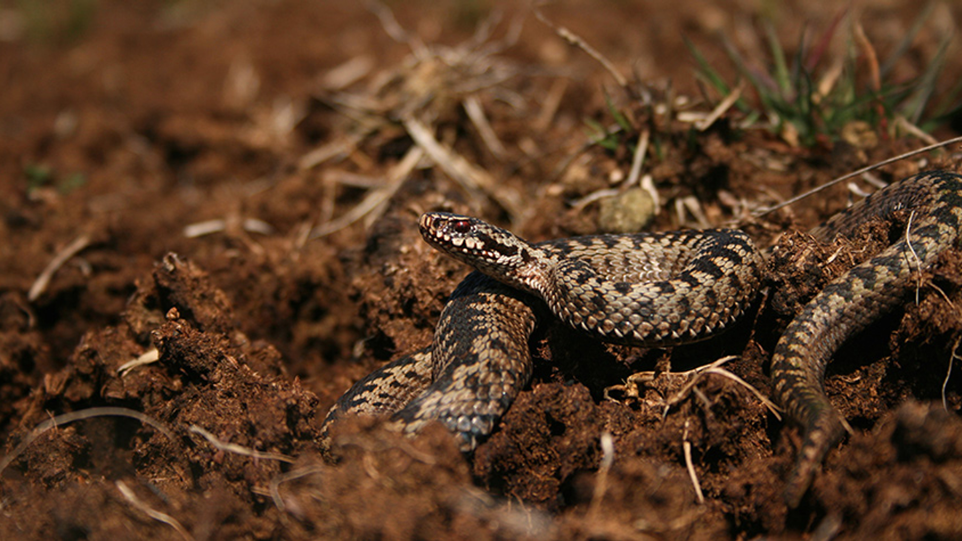 Adder