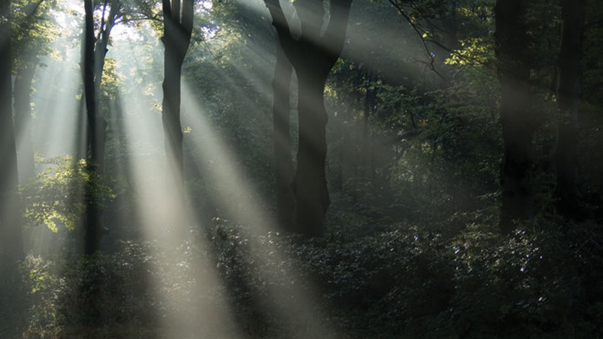 mysterious-forest-1-1365401.jpg