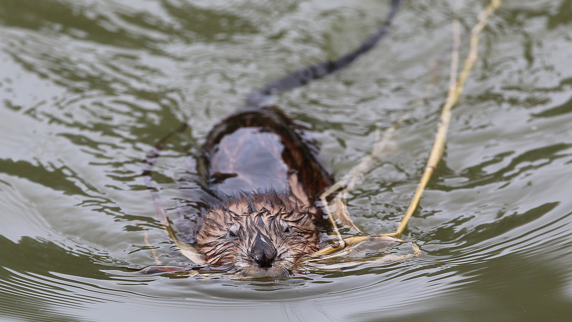 Muskusrat zwemt