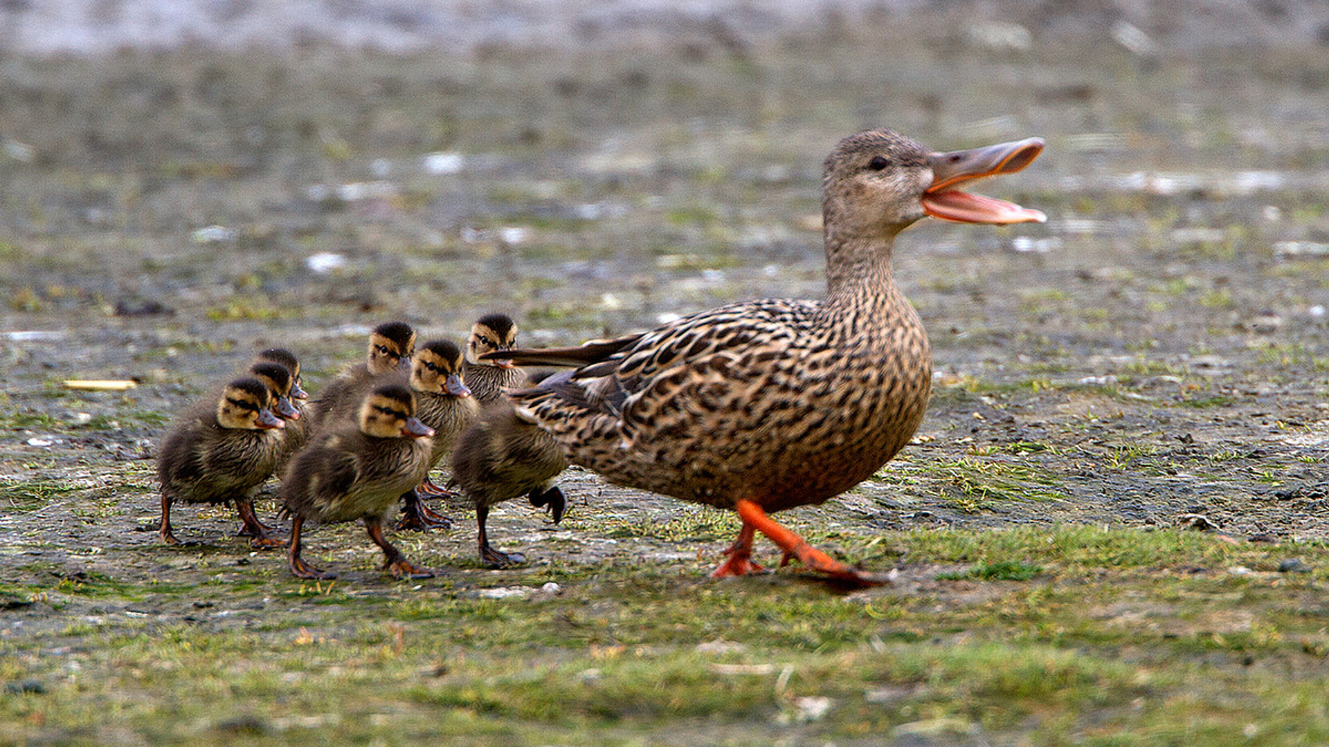 Slobeend met kleintjes