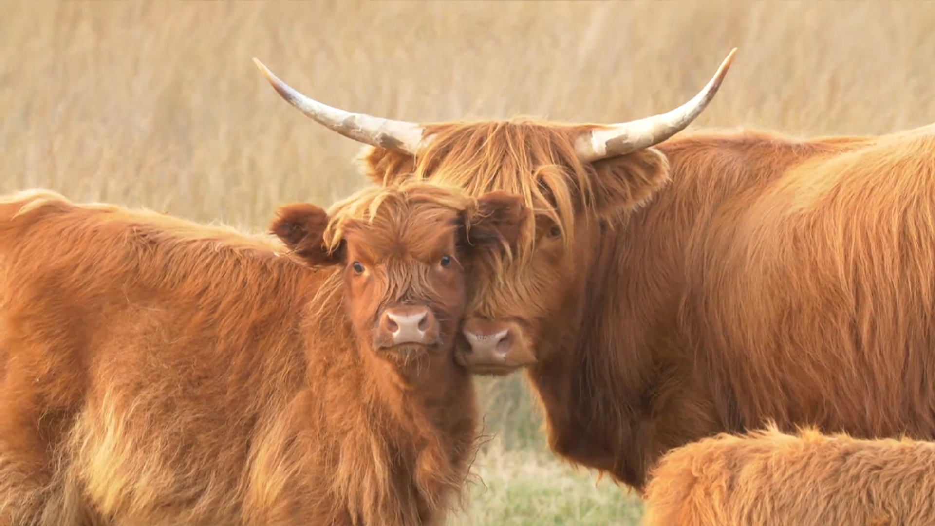 20201127_TV_Schotse hooglanders