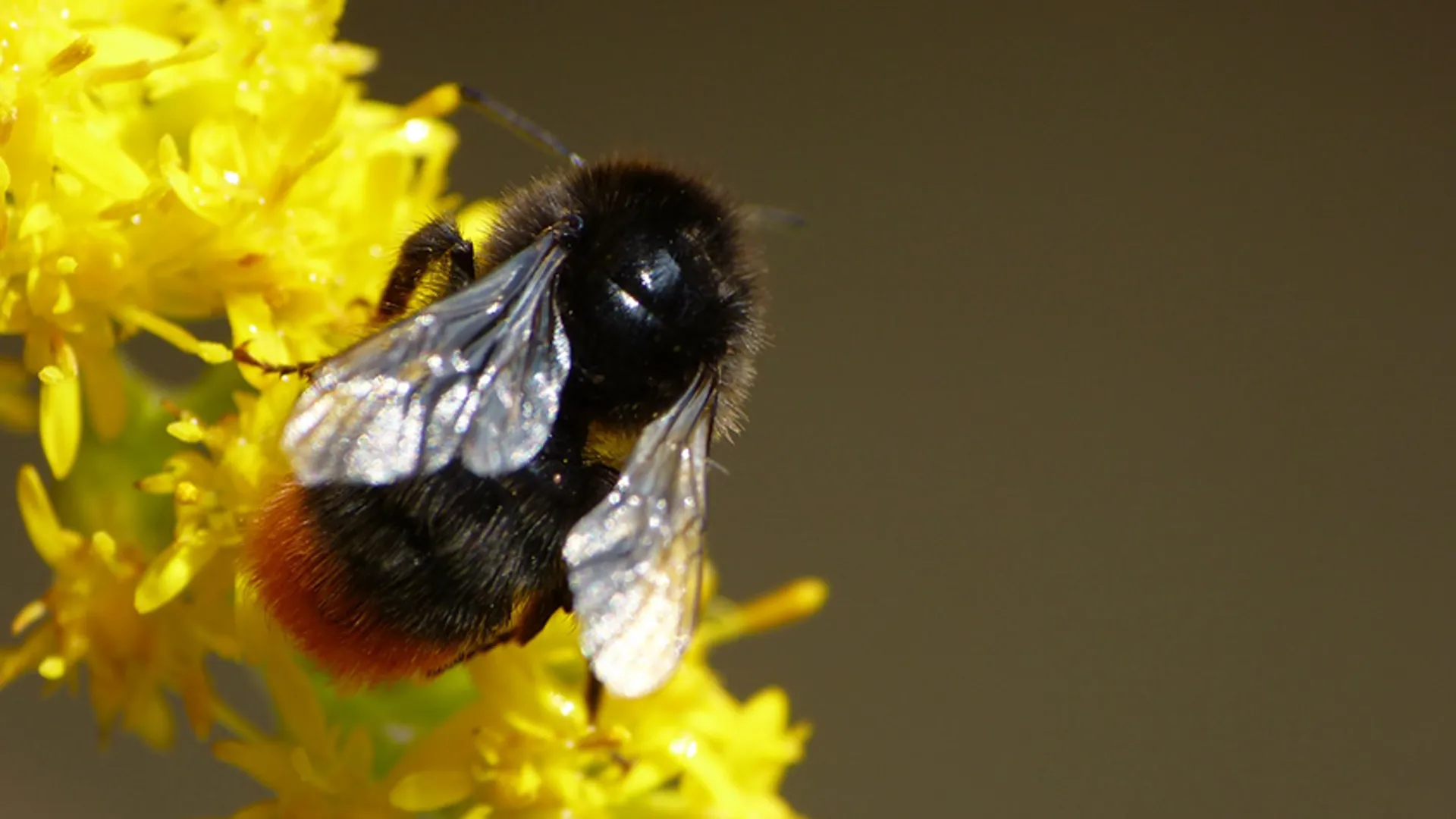 Steenhommel