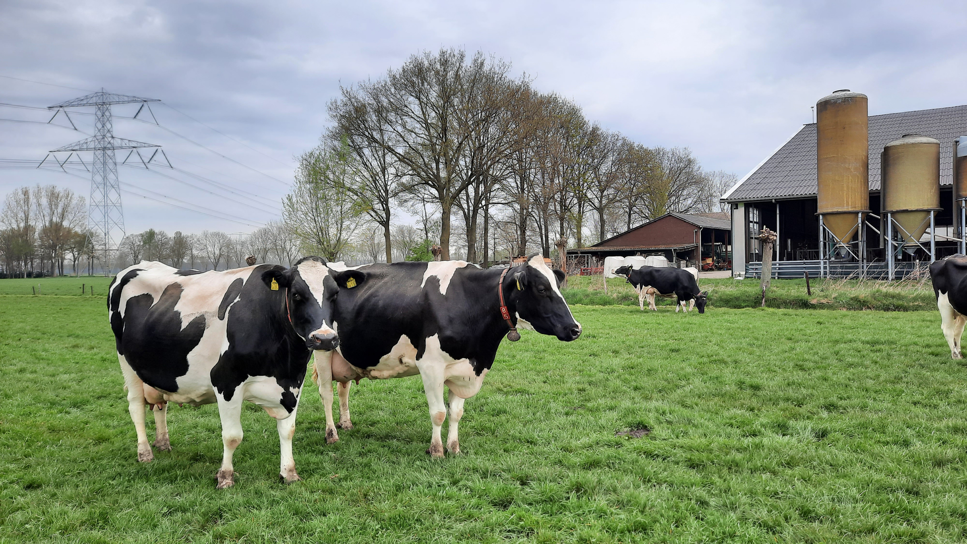Koeien van melkveehouder Rob Wientjes