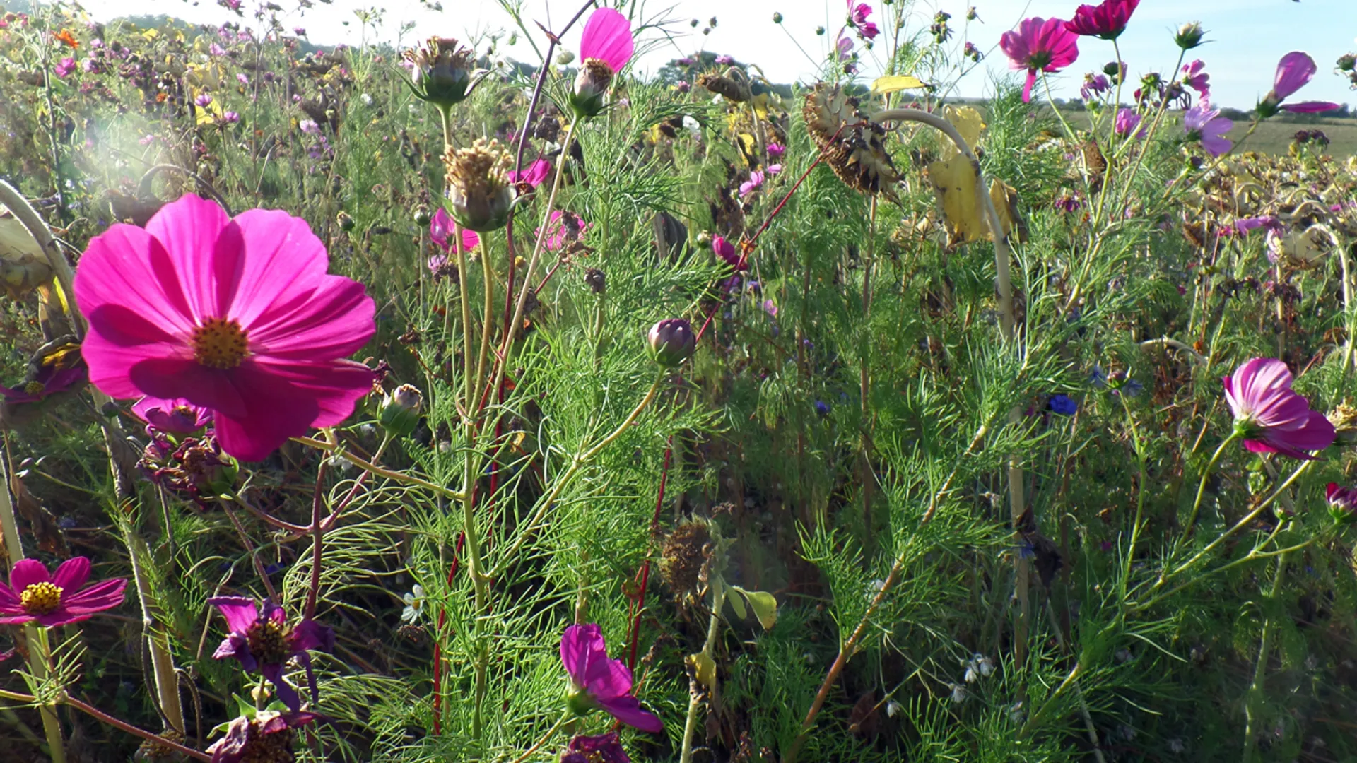 zonnebloemen_mixed_2.jpg