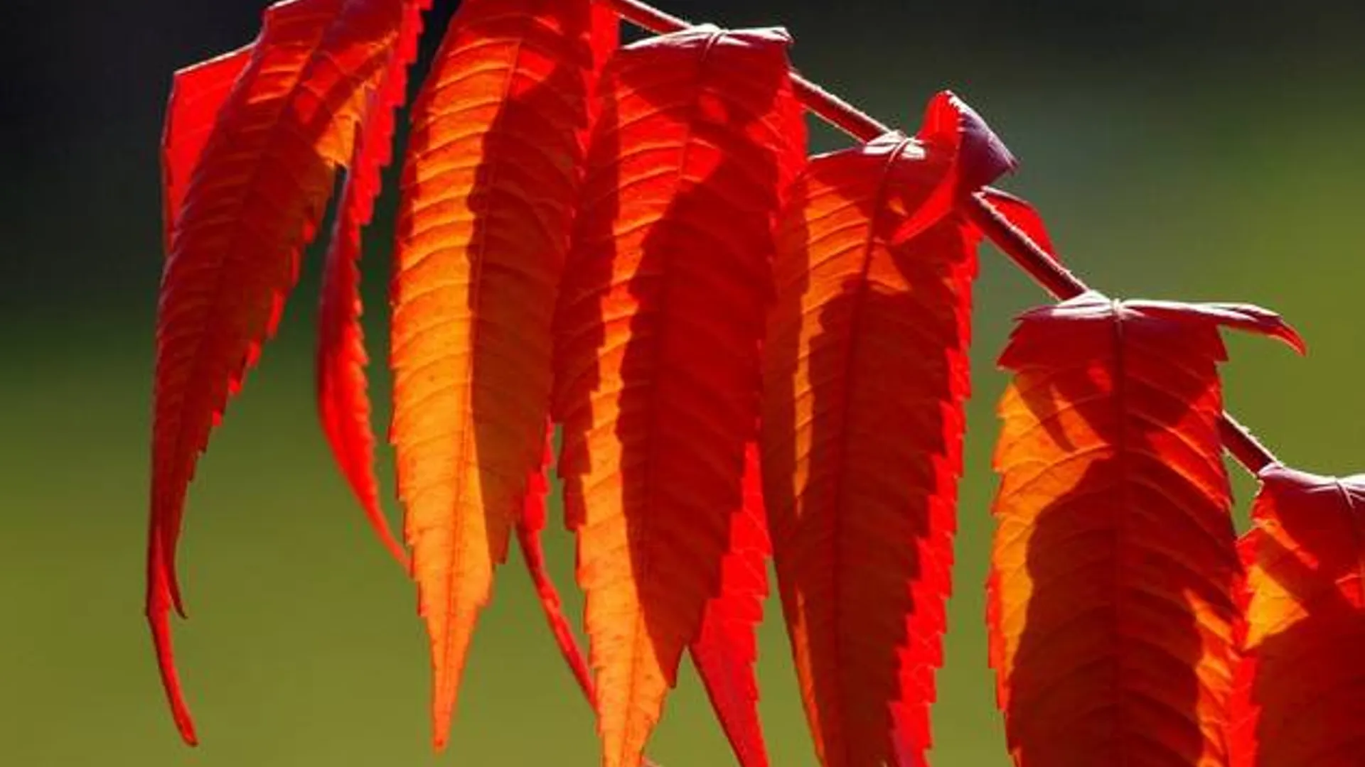 herfst_06.jpg