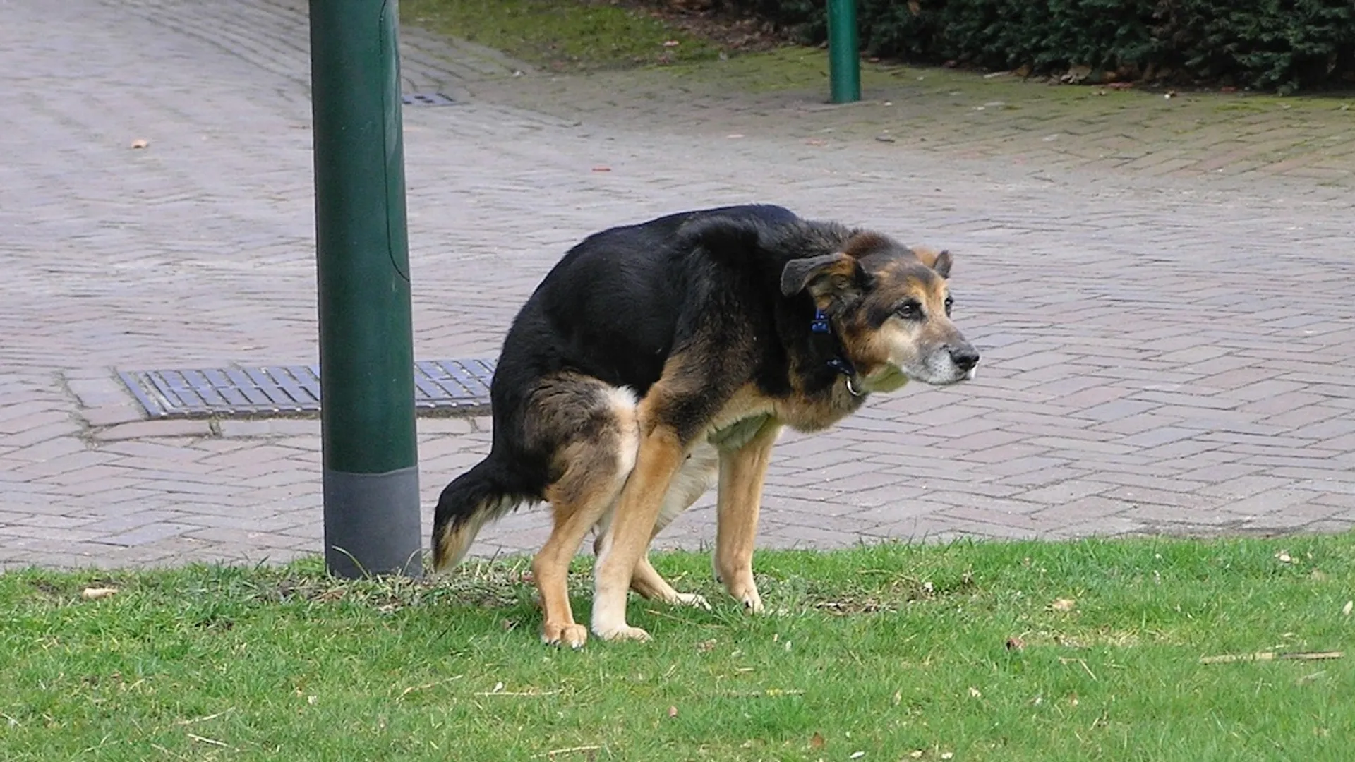 poepende hond