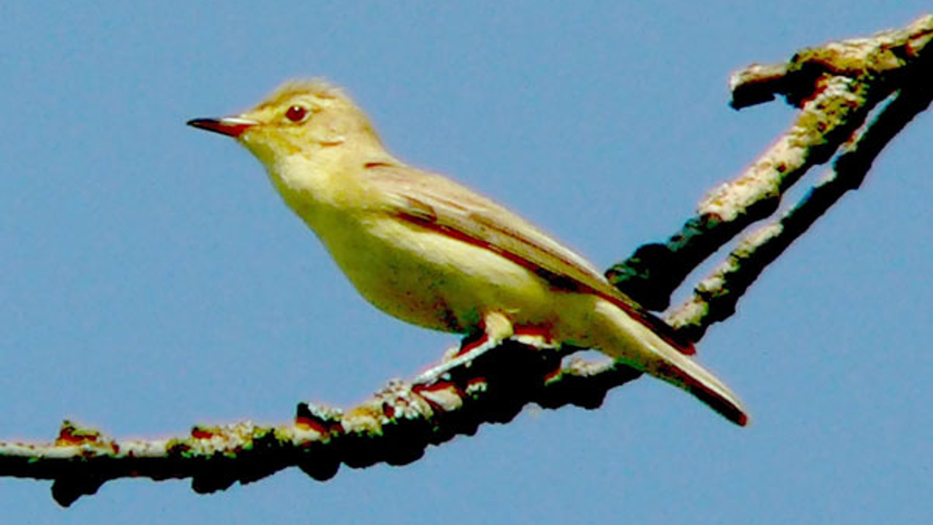 spotvogel.jpg
