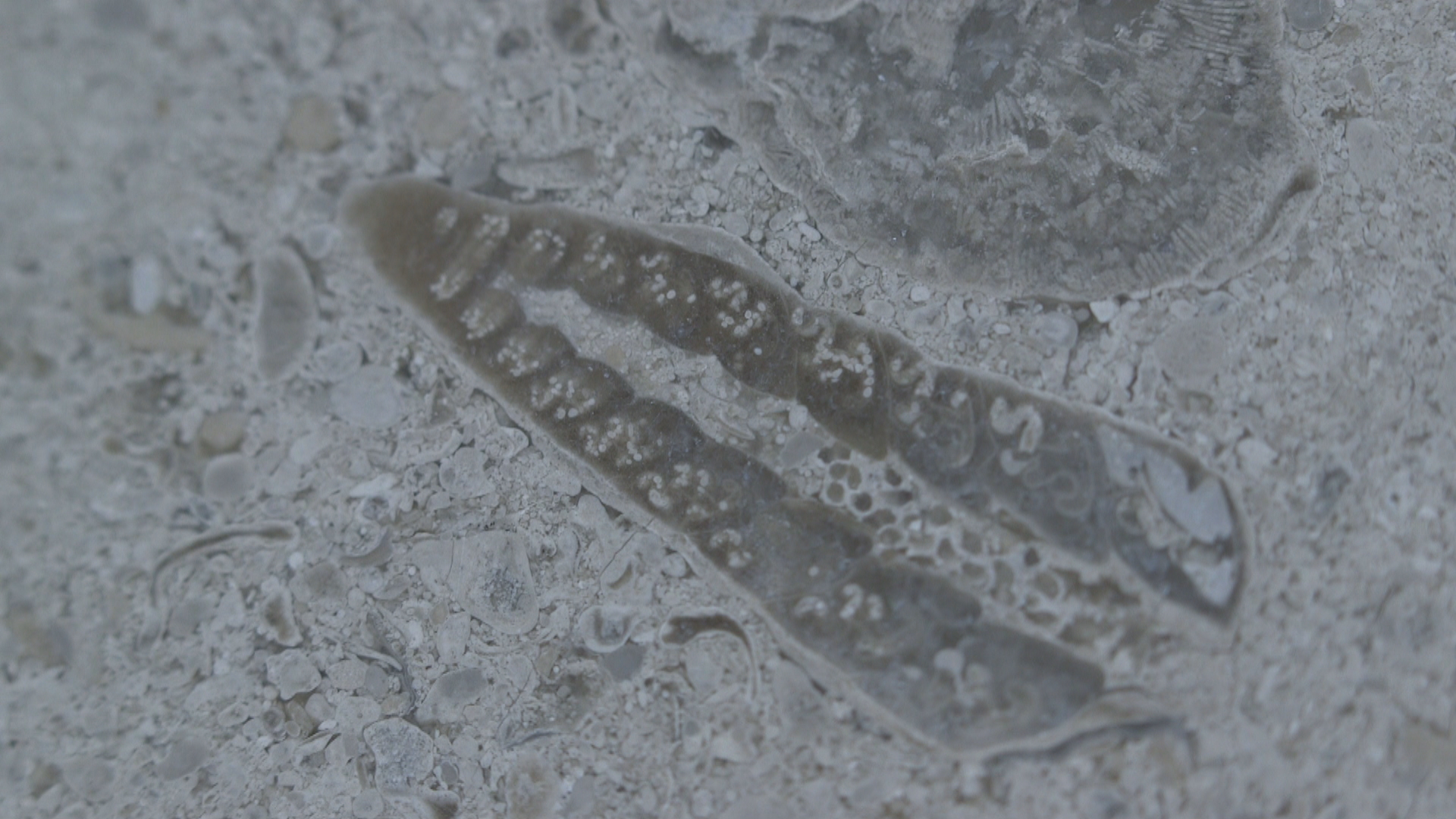 Fossielen amsterdam_frame_4508