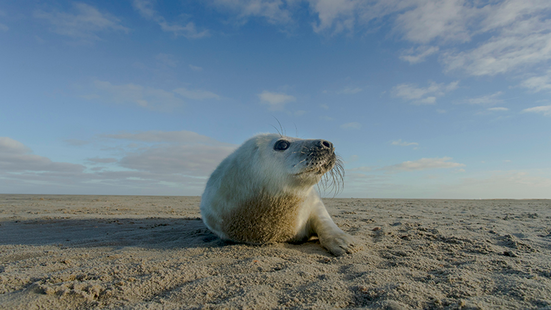 Zeehond Wadfilm