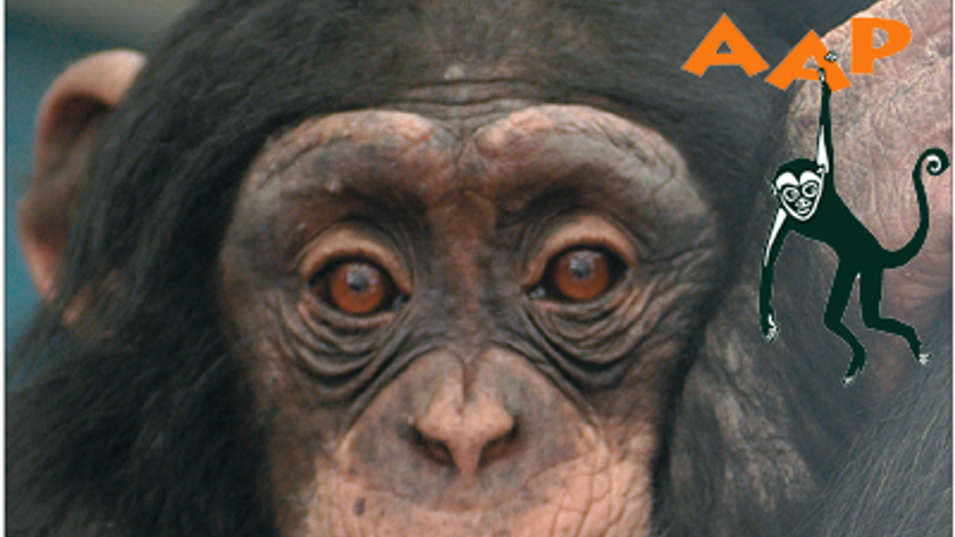 chimpansee_aap_02.JPG