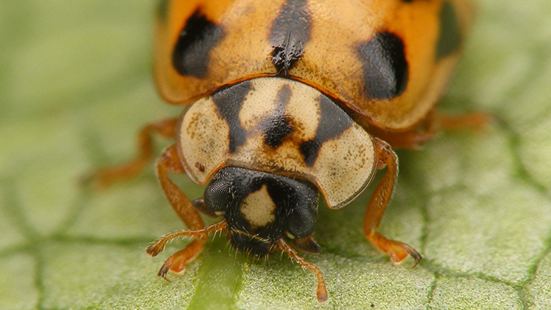 Zwartstreeplieveheersbeestje2
