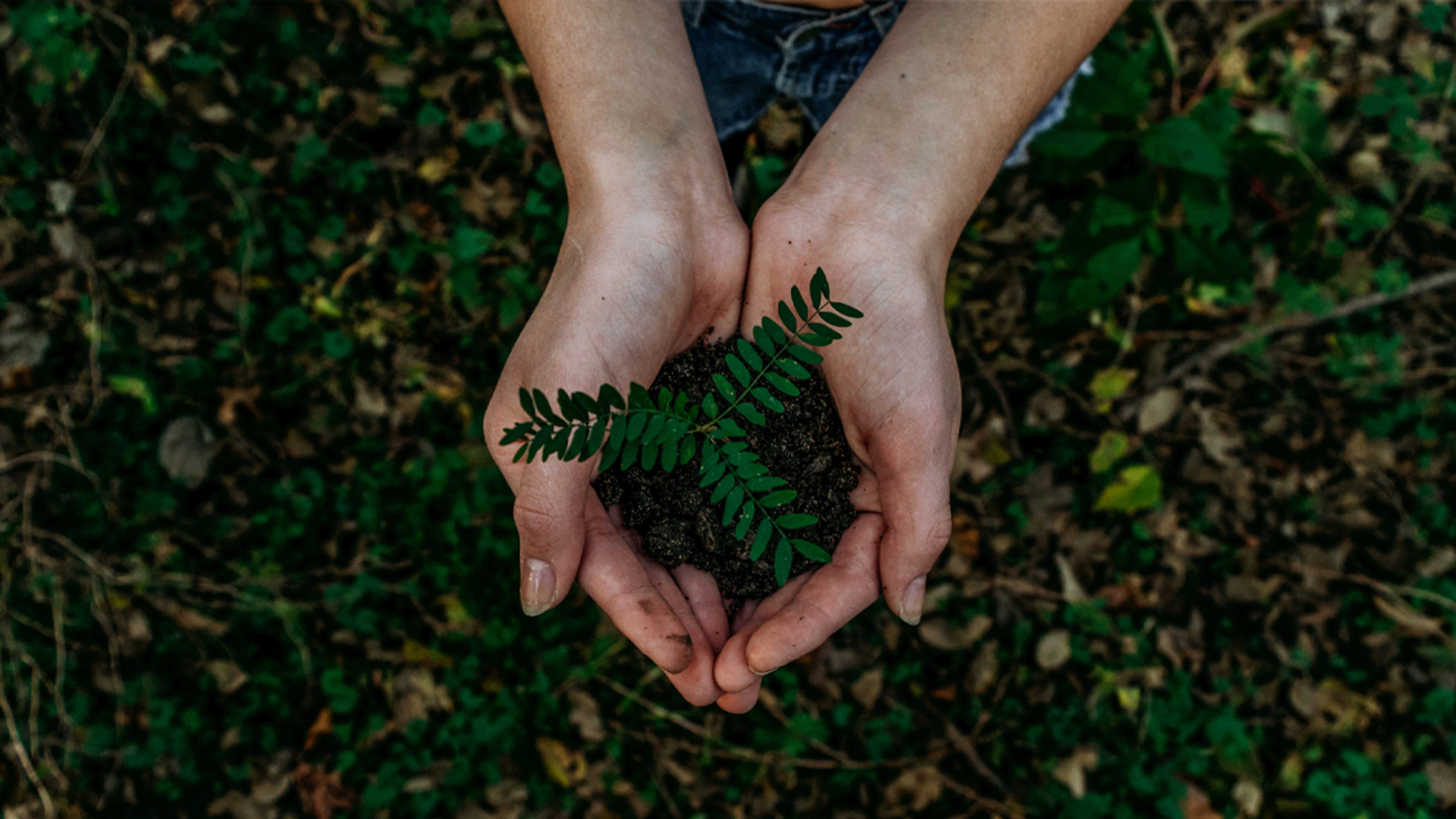 bomen planten boom_unsplash