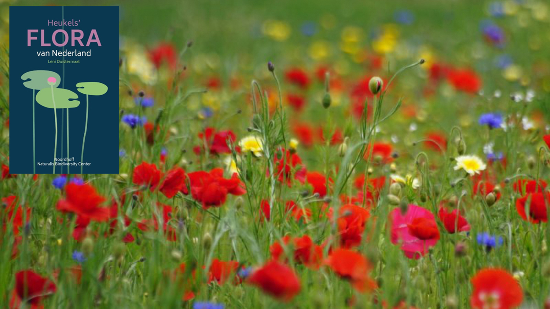 Heukels' Flora van Nederland