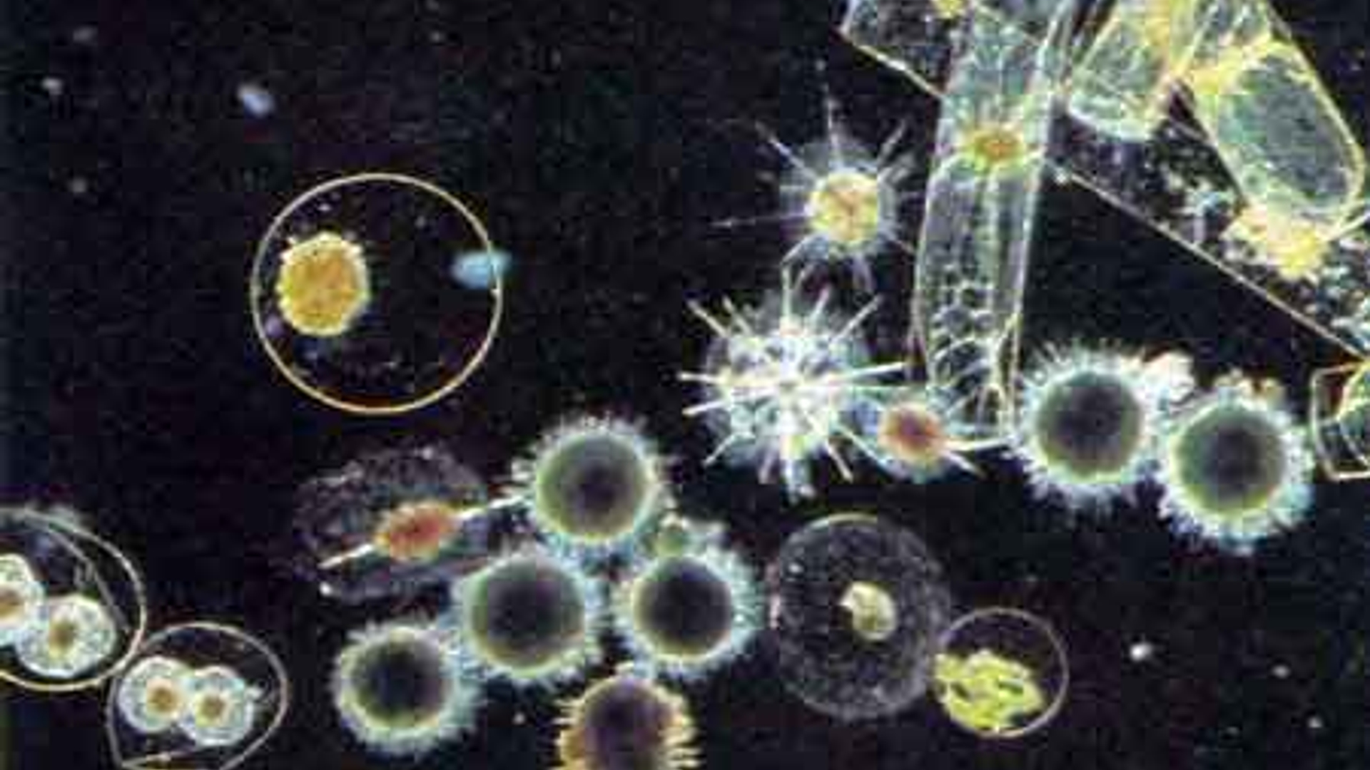 plankton_01.jpg