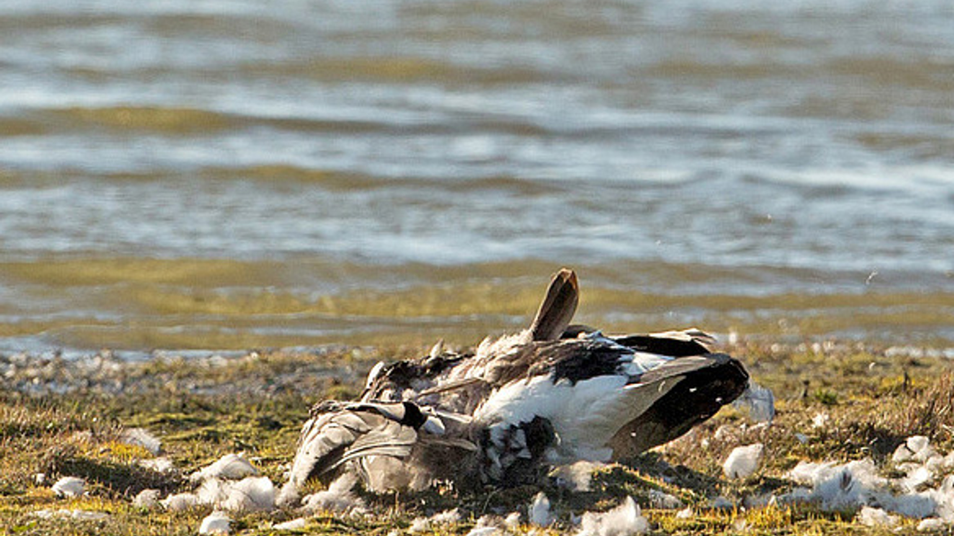 dode vogels gevonden 'verspreid over het land'