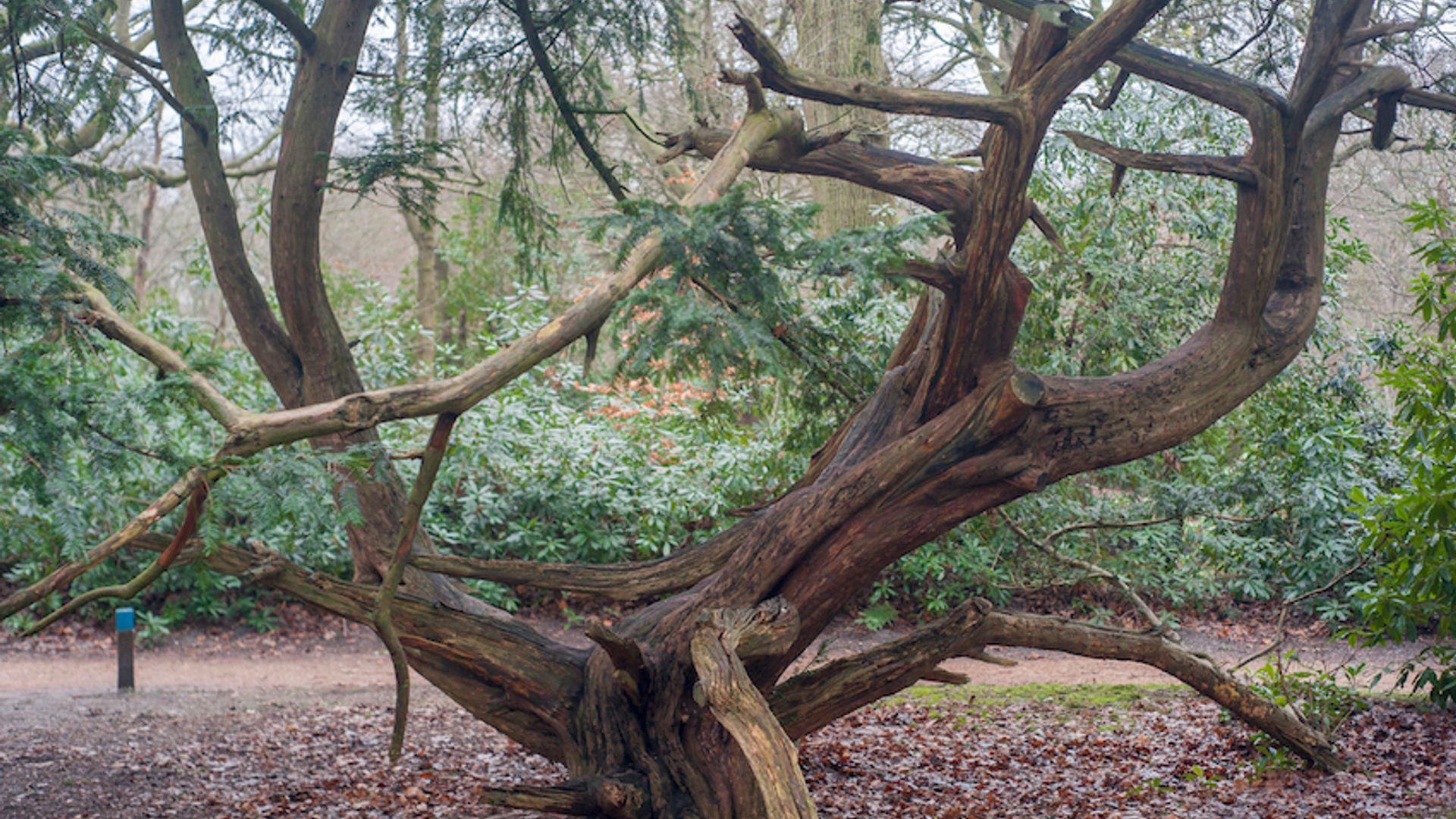 Taxus van Mondriaan