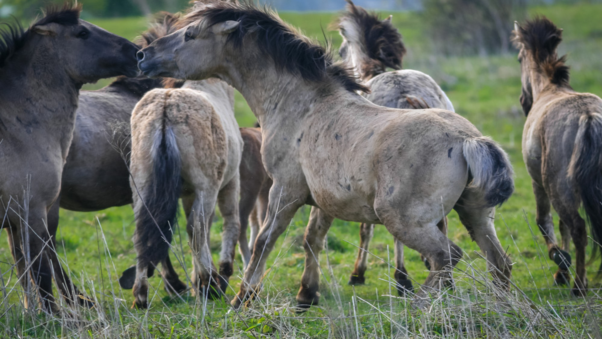 konikspaarden paarden