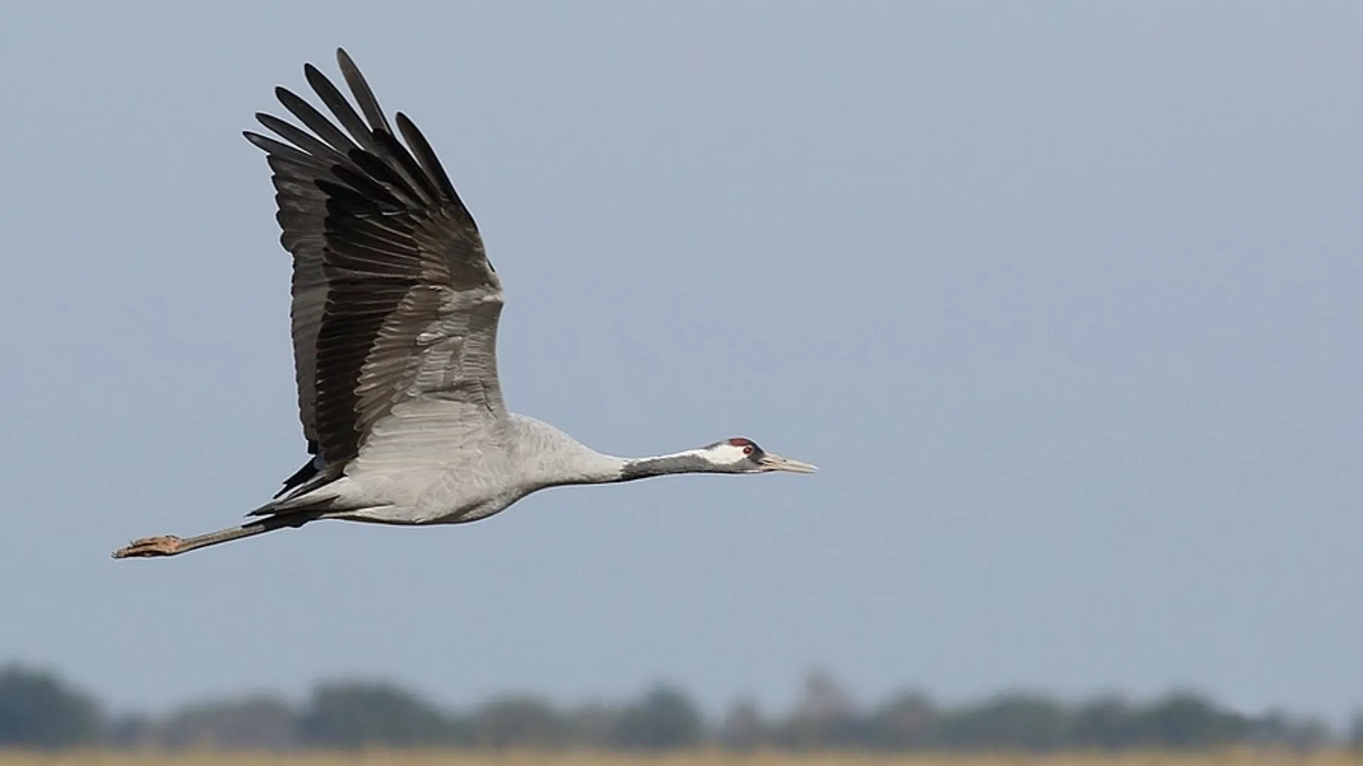 kraanvogels_04.jpg