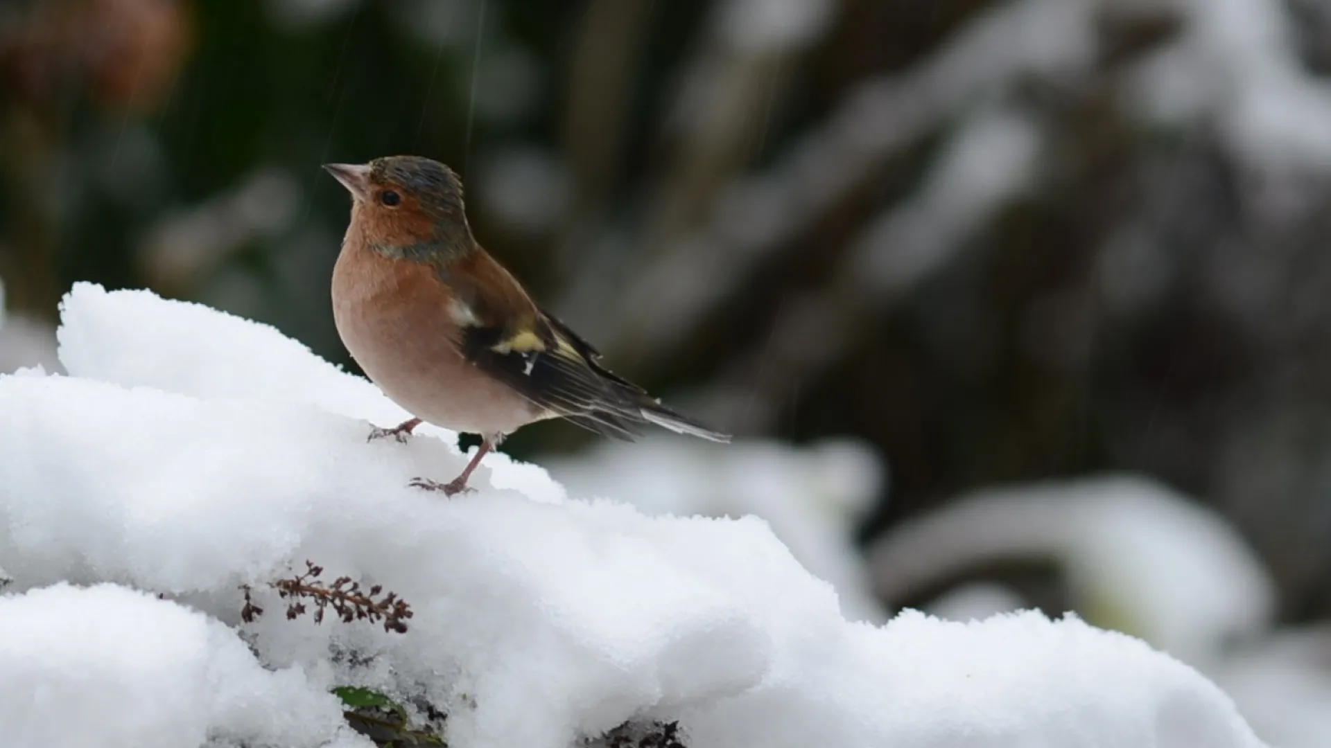Vink in sneeuw