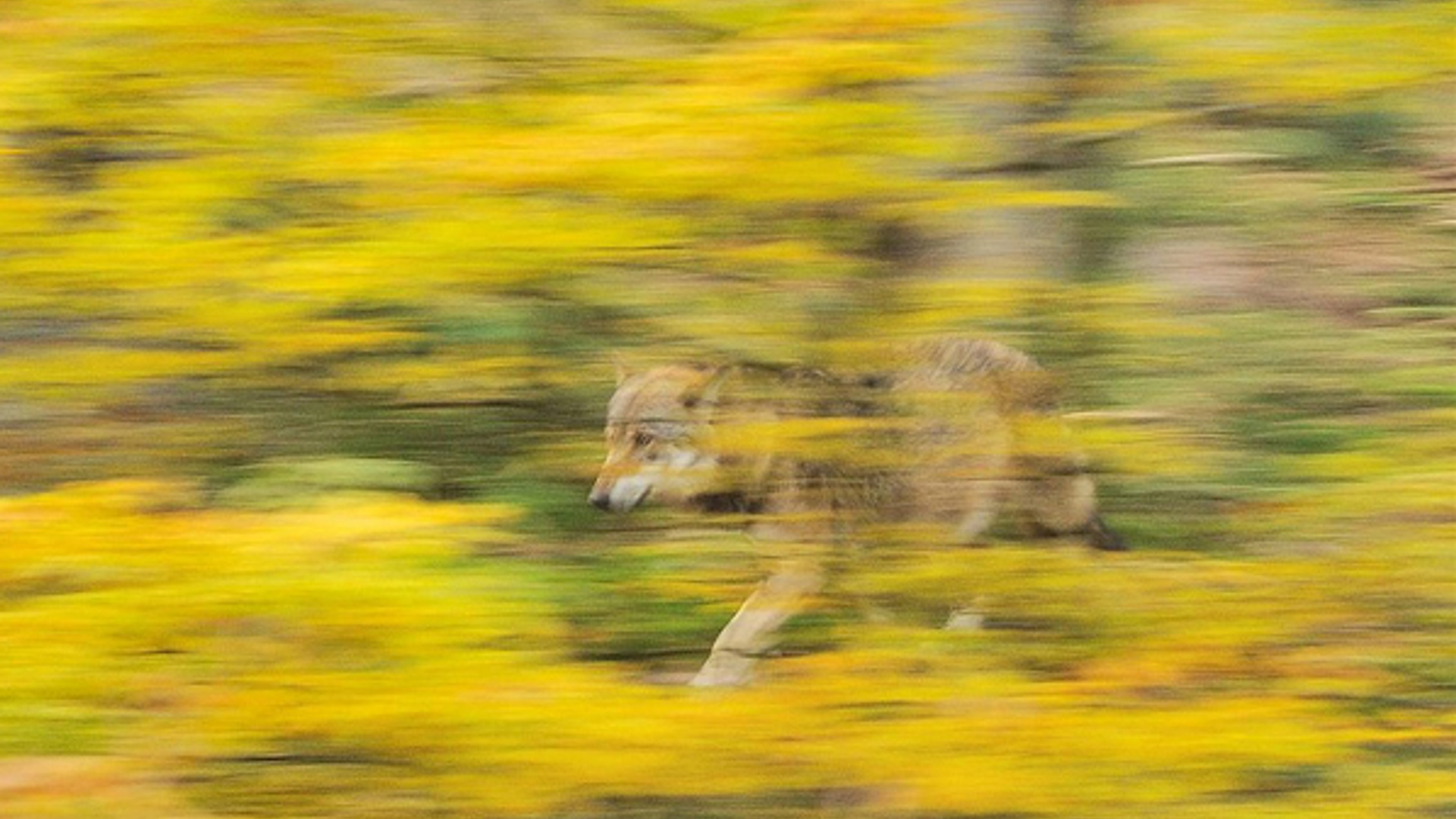 wolf_GvdSchans