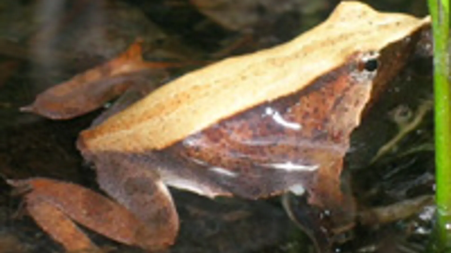 Rhinoderma_darwinii.jpg