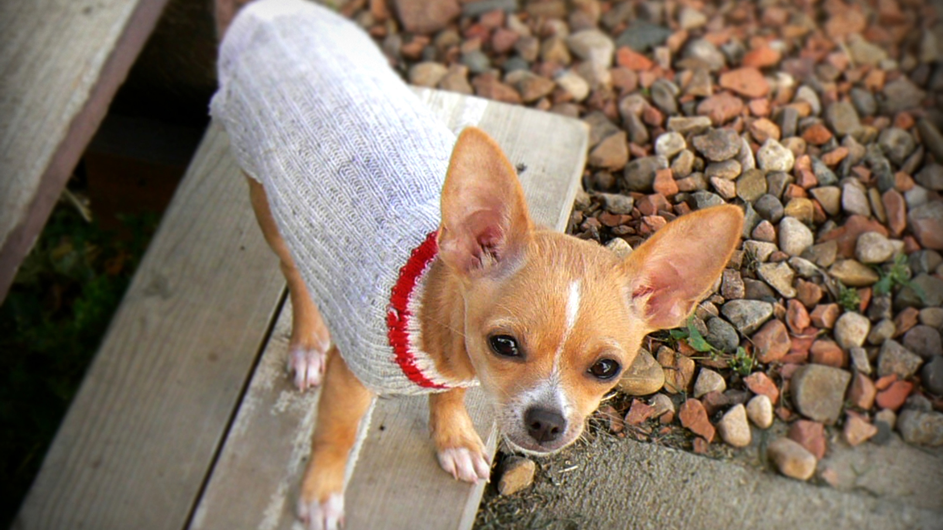 chihuahua.jpg