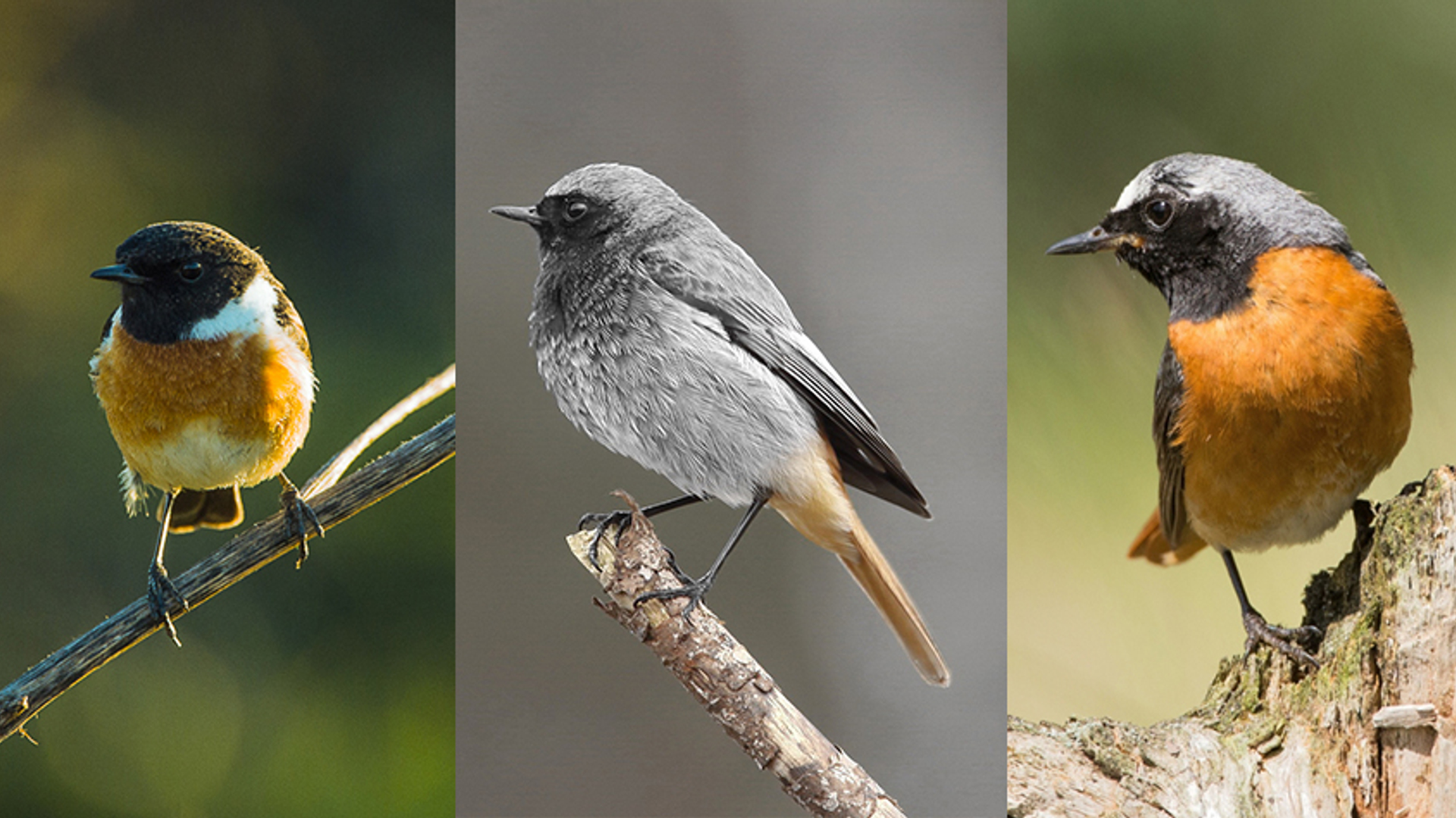 rood zwarte vogels