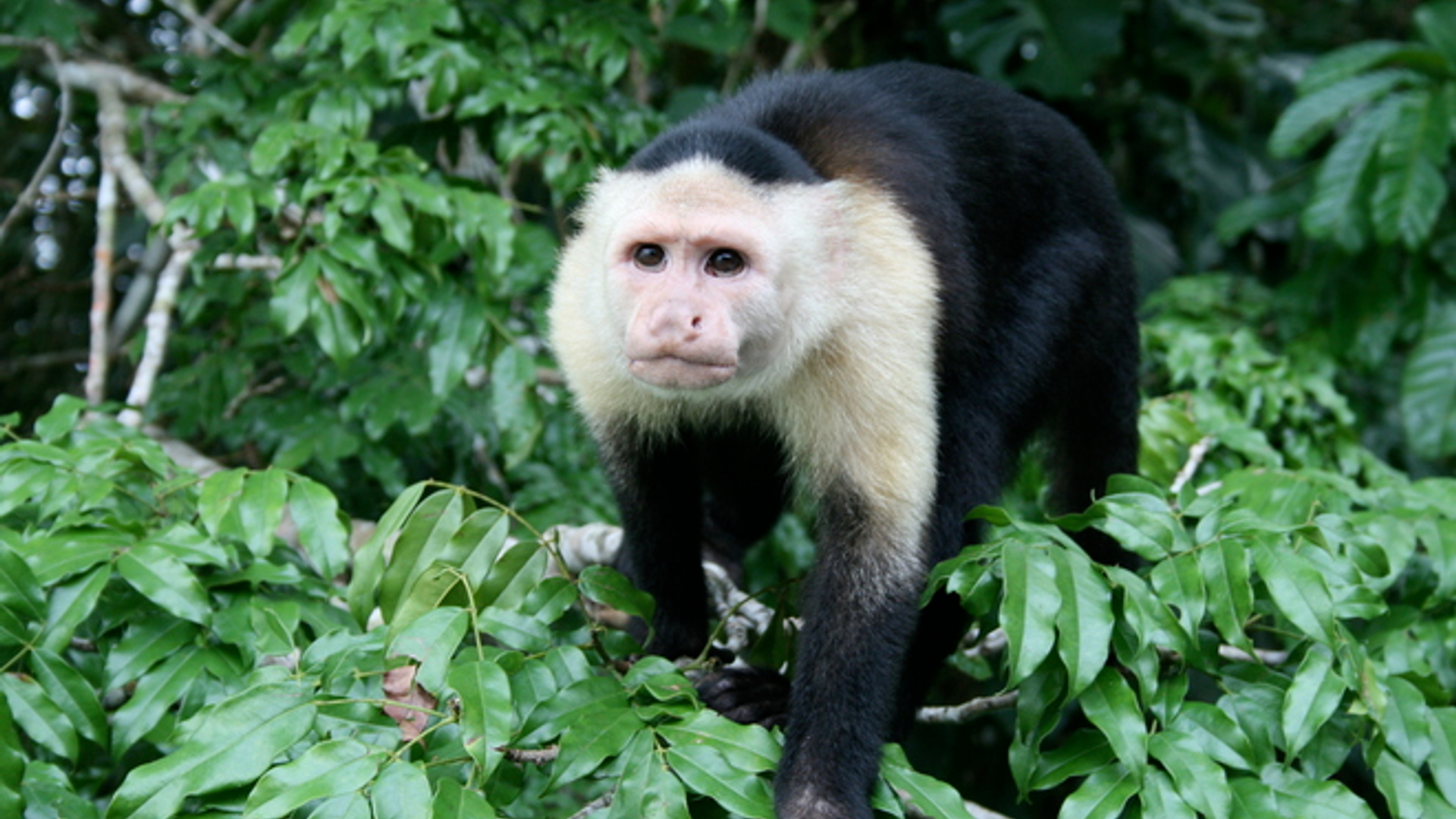 capuchin-monkey-panama-1341346.jpg