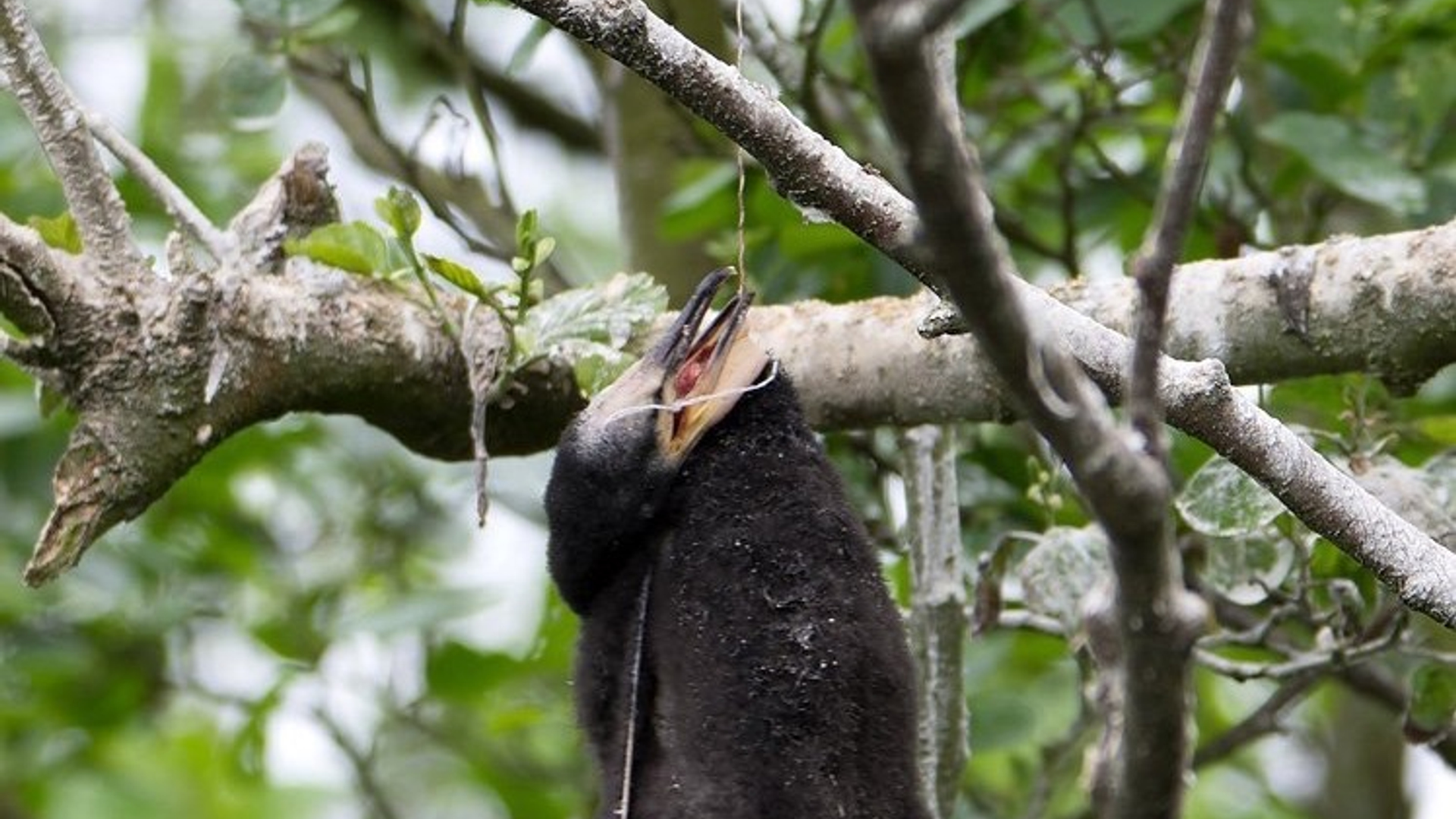 aalscholver_met draad