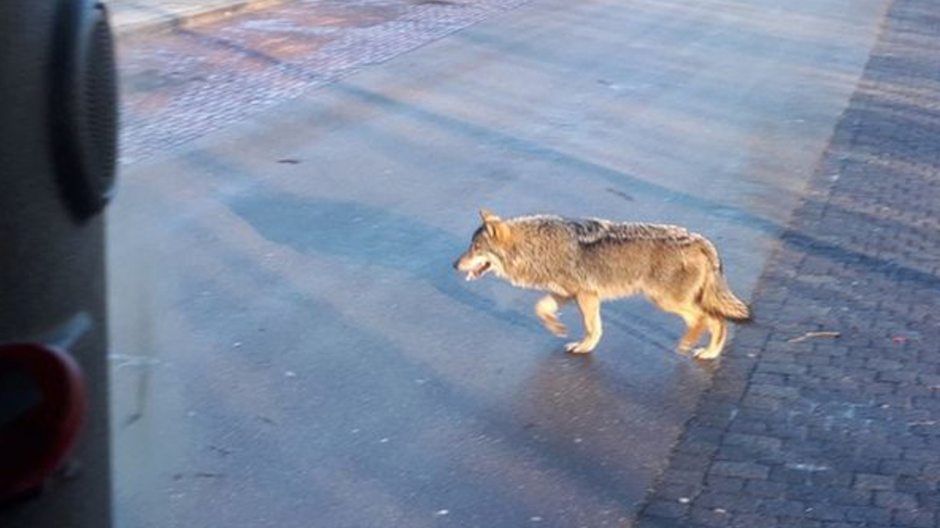wolf_vrachtwagen