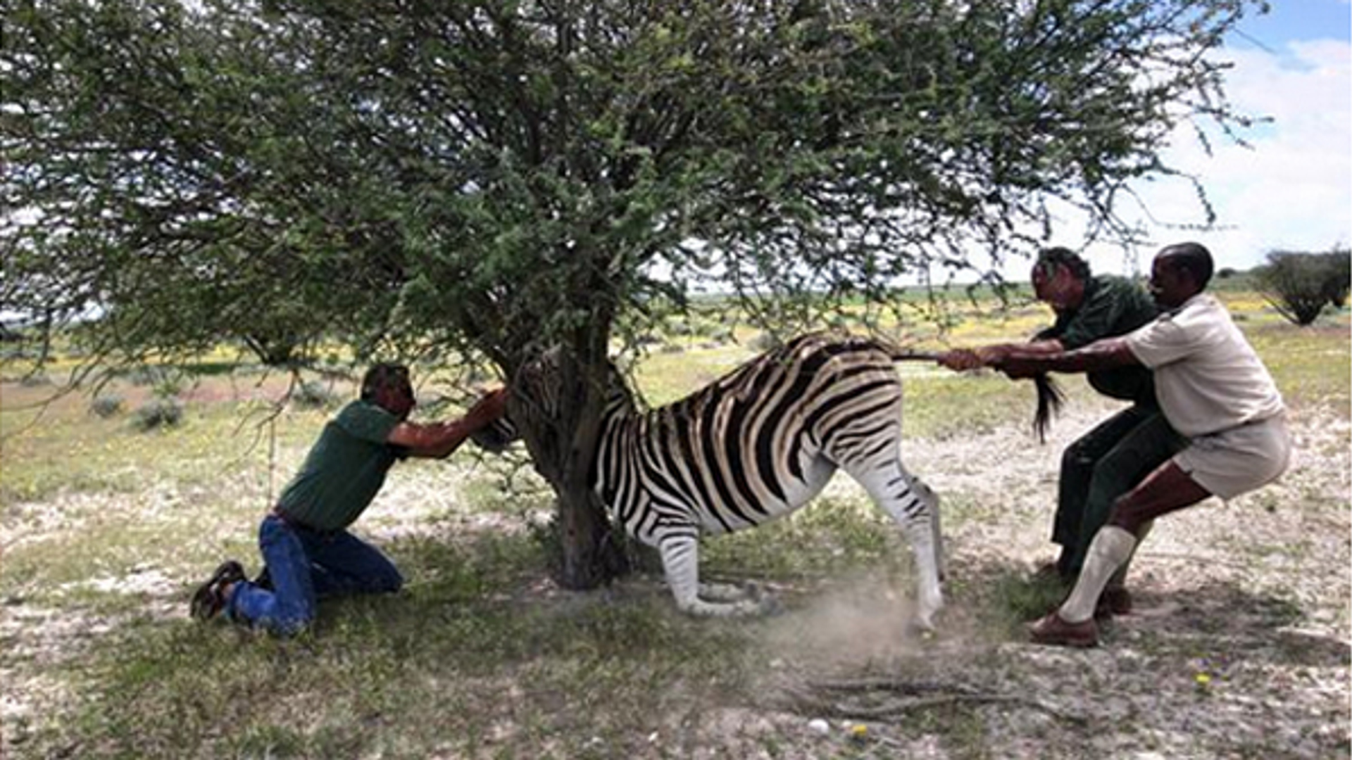 Zebra.jpg