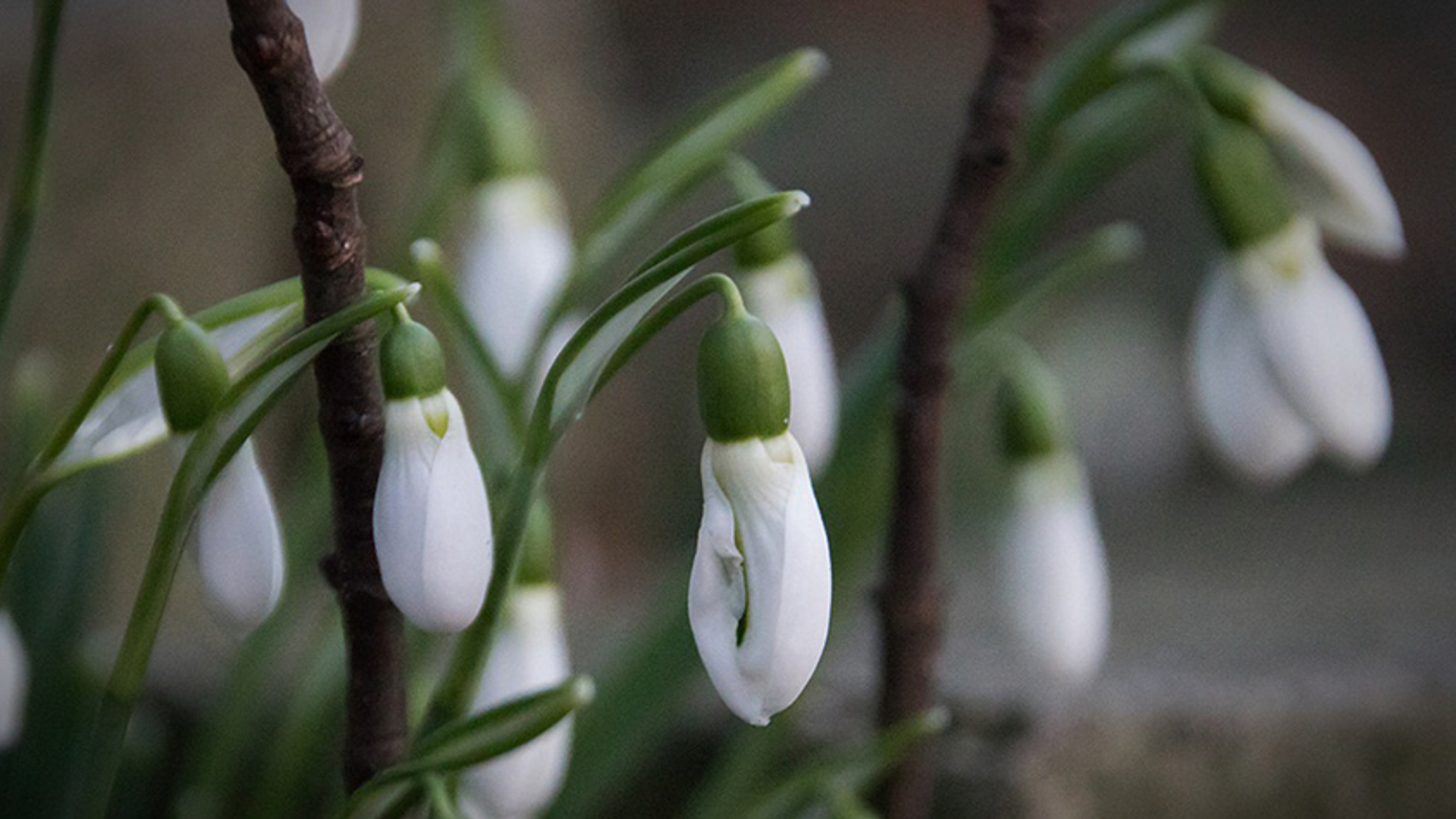 Sneeuwklokje